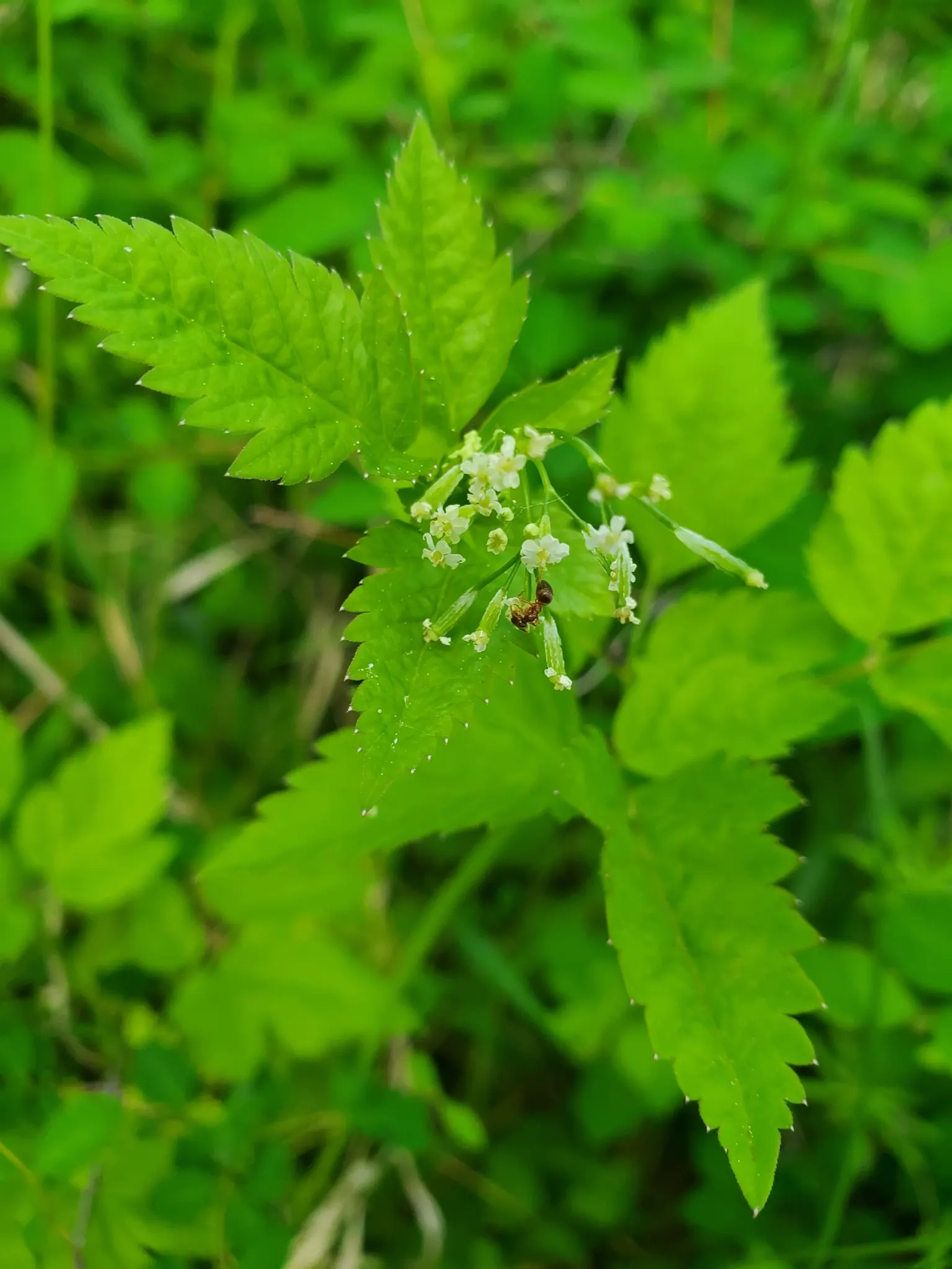 New Jersey Tea (Ceanothus Americanus) — deciduous shrub renowned for its deep