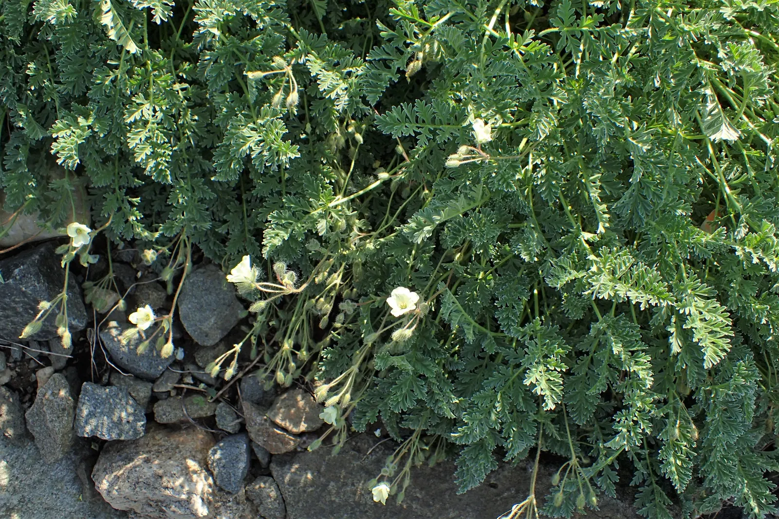 Yellow Cranesbill (Erodium Chrysanthum) — Erodium chrysanthum, commonly known as Yellow Cranesbill, is a perennial with feathery green foliage