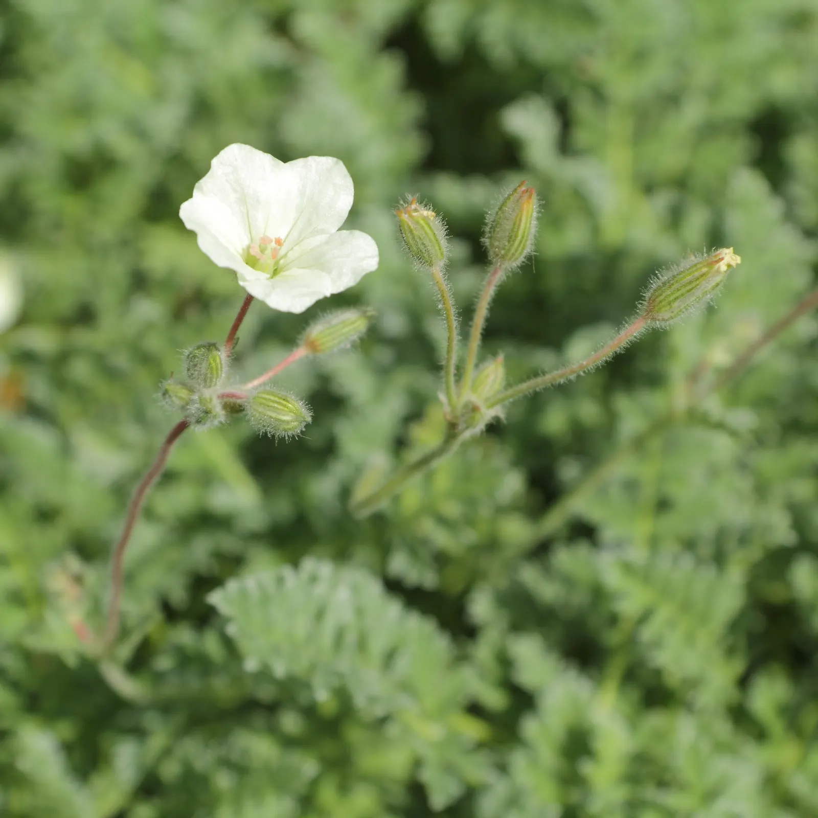 Yellow Cranesbill (Erodium Chrysanthum) — adding sustained interest even when not in bloom.<br><br>For visual appeal