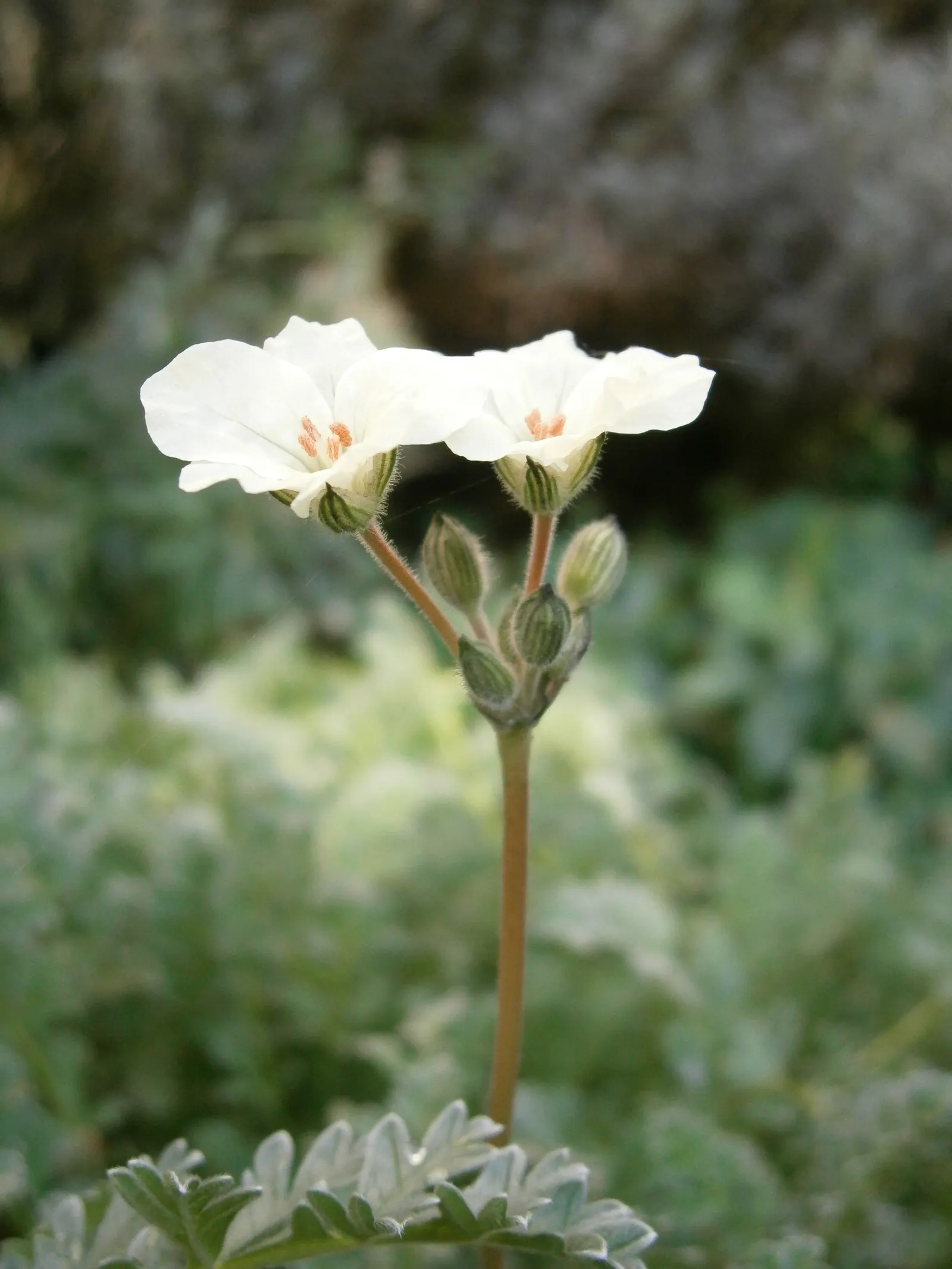 Yellow Cranesbill (Erodium Chrysanthum) — When planning for its inclusion in a garden