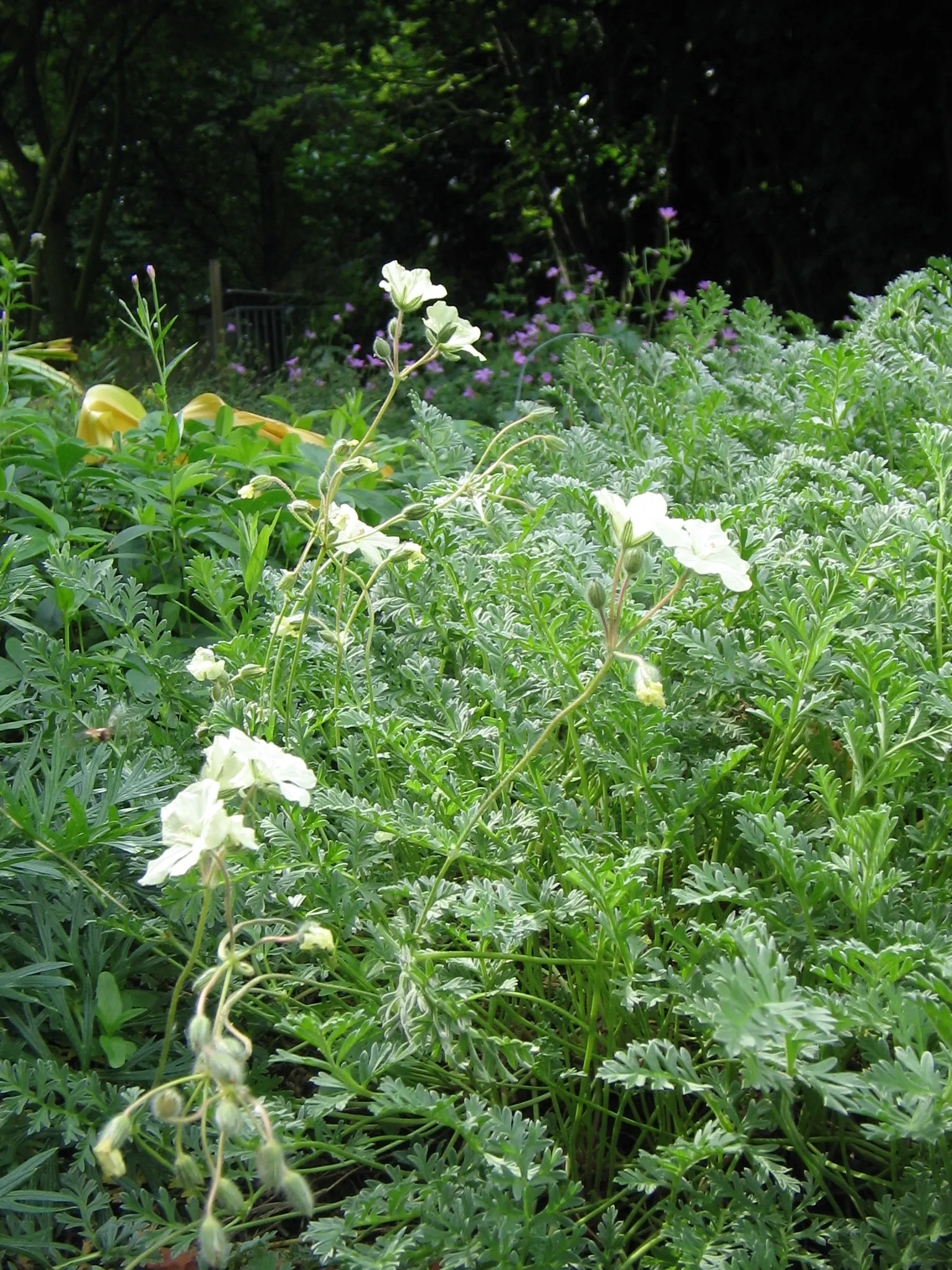 Yellow Cranesbill (Erodium Chrysanthum) — plant the Yellow Cranesbill en masse or use it as a border plant