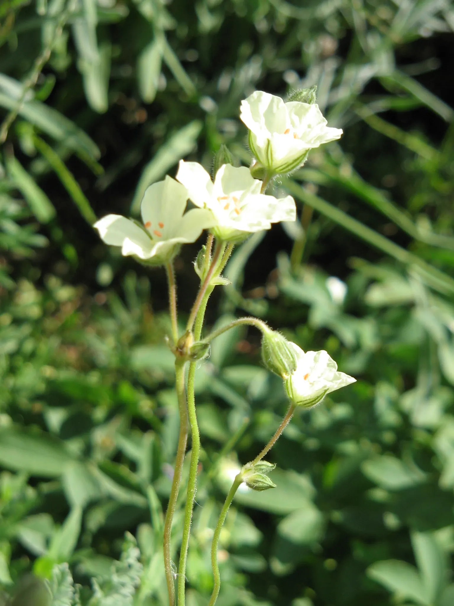 Yellow Cranesbill (Erodium Chrysanthum) — it thrives under full sun to partial shade and prefers well-draining soil