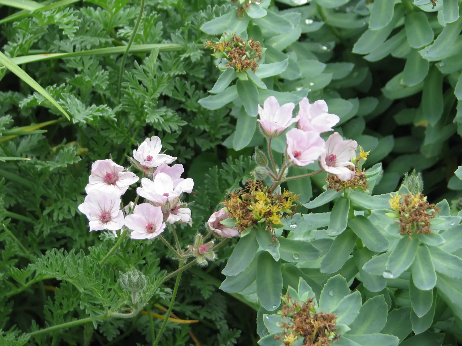 Yellow Cranesbill (Erodium Chrysanthum) — This plant's fine-textured