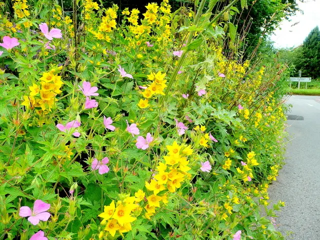 Yellow Cranesbill (Erodium Chrysanthum) — lobed green foliage remains attractive throughout the growing season