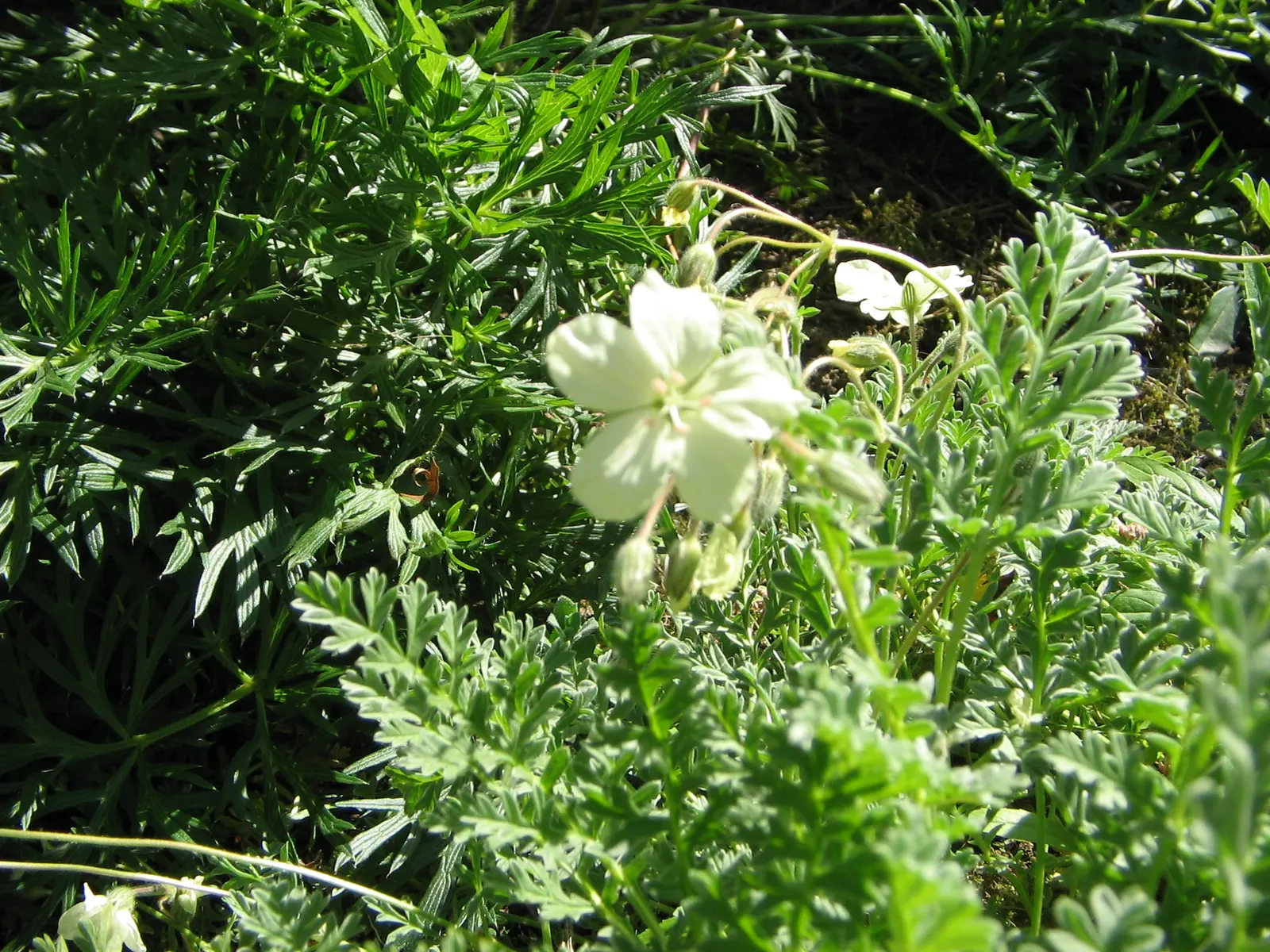 Yellow Cranesbill (Erodium Chrysanthum) — Adapted to USDA zones 7 through 9