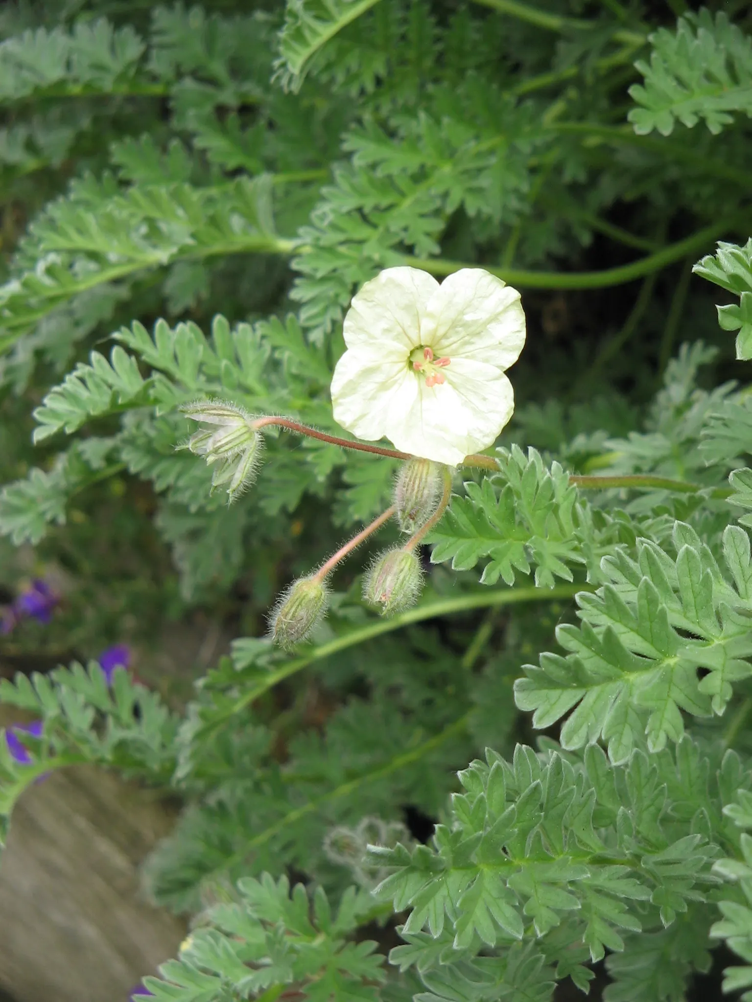 Yellow Cranesbill (Erodium Chrysanthum) — Ideal for rock gardens, borders, and ground cover