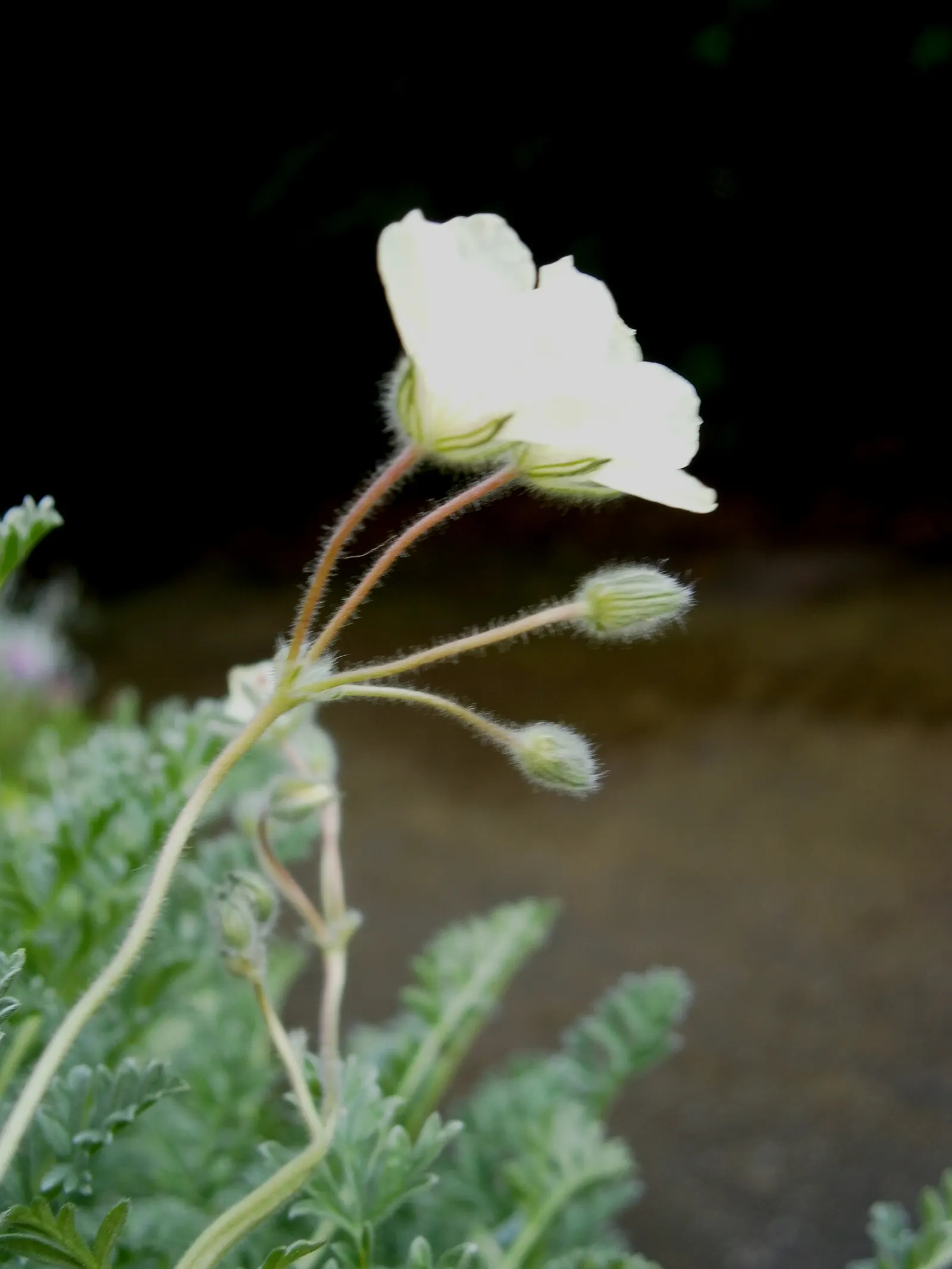 Yellow Cranesbill (Erodium Chrysanthum) — It produces bright yellow flowers (up to 1 inch across) in spring and early summer