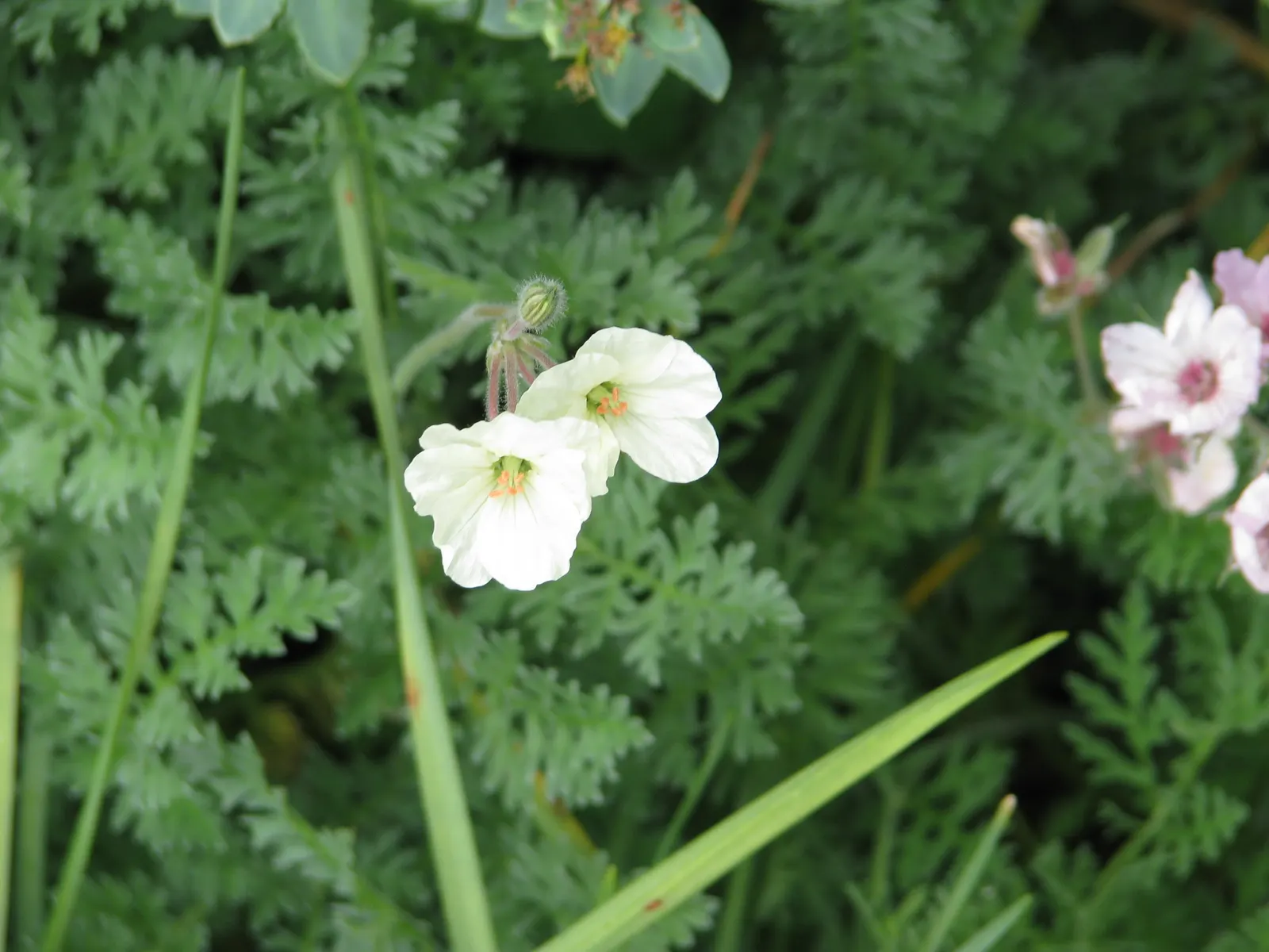 Yellow Cranesbill (Erodium Chrysanthum) — consider its mature size which reaches up to 18 inches in height and spreads approximately 24 inches wide