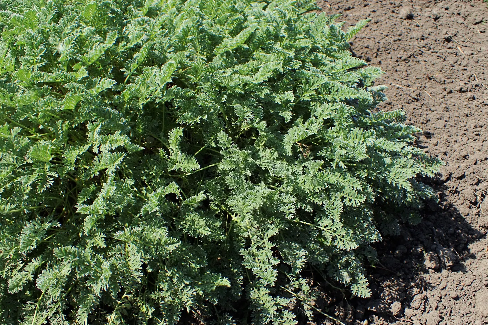 Yellow Cranesbill (Erodium Chrysanthum) — Minimal maintenance required