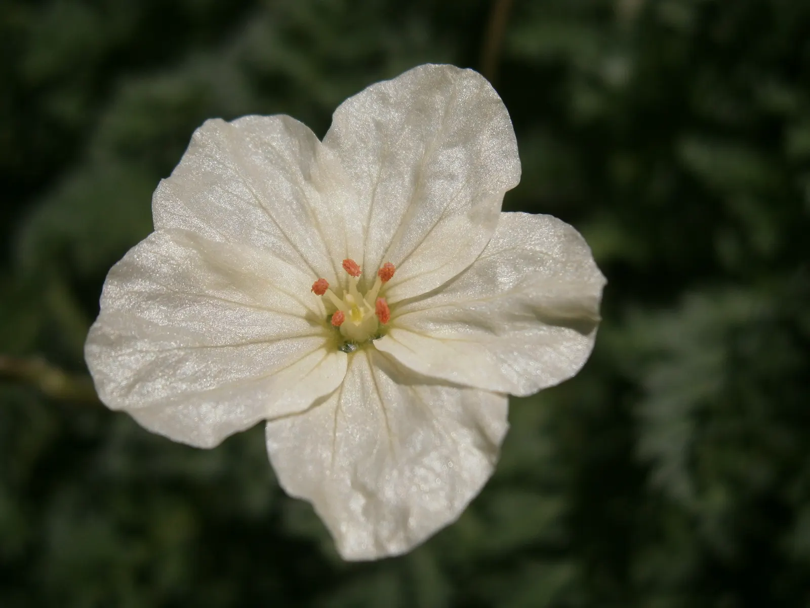 Yellow Cranesbill (Erodium Chrysanthum) — is a perennial herb that offers a unique and vibrant touch to any garden design