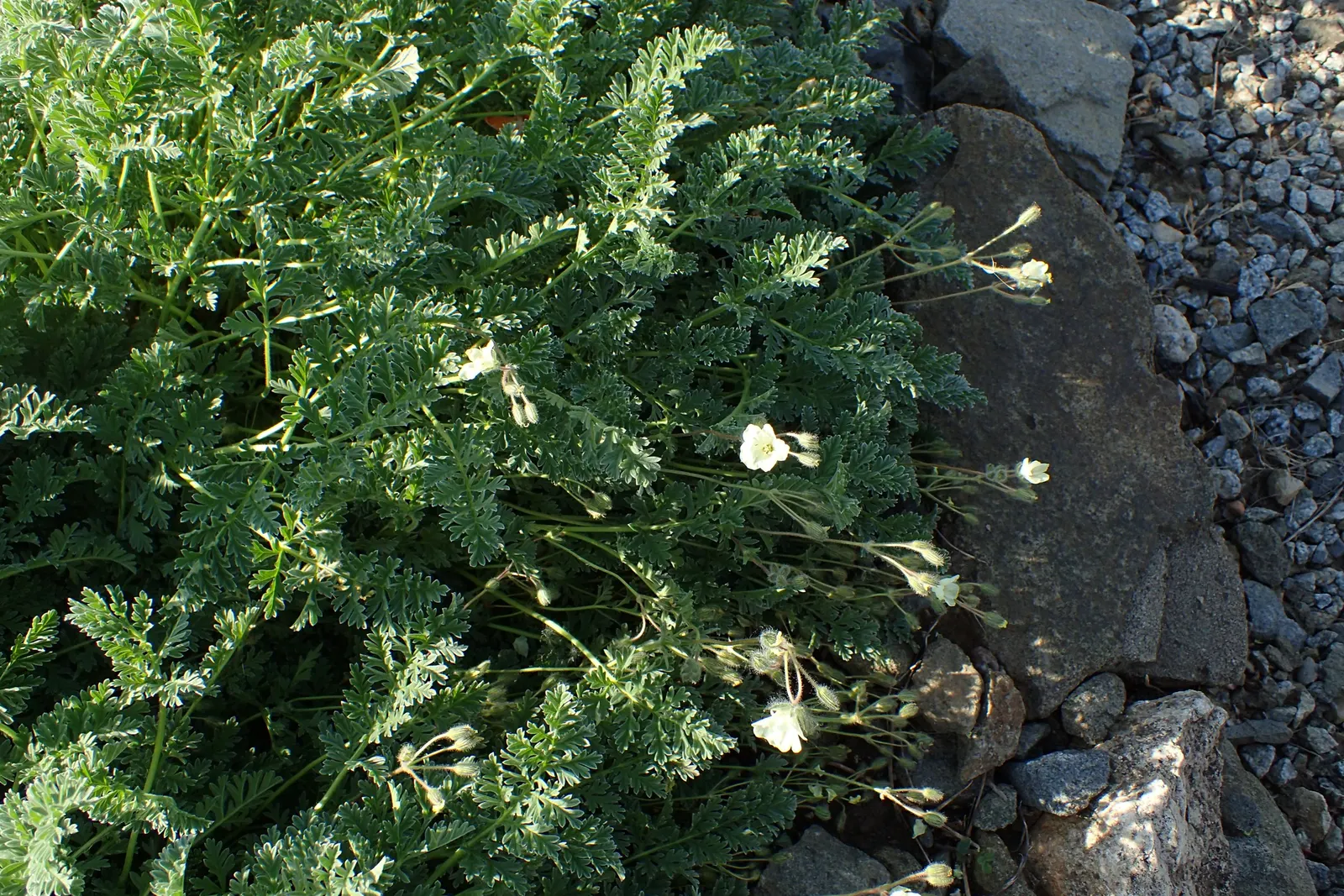 Yellow Cranesbill (Erodium Chrysanthum) — scientifically referred to as Erodium chrysanthum