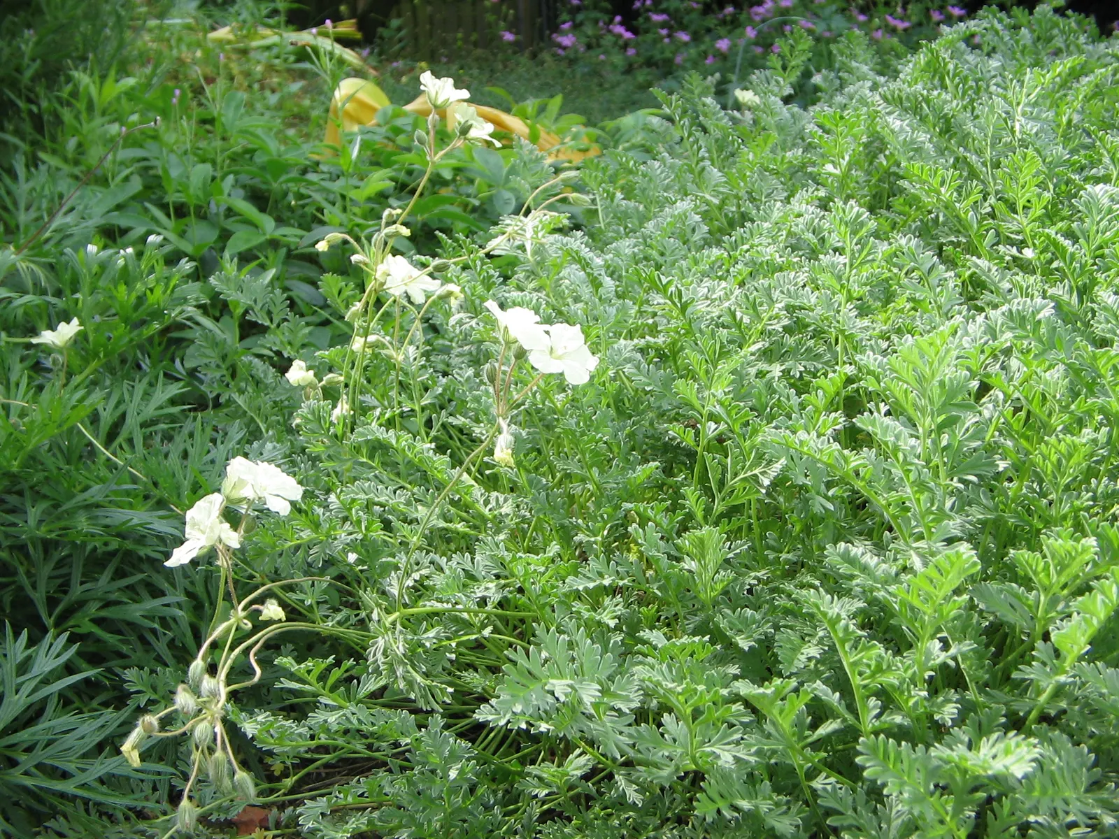 Yellow Cranesbill (Erodium Chrysanthum) — tolerating a range of soil types from clay to loamy