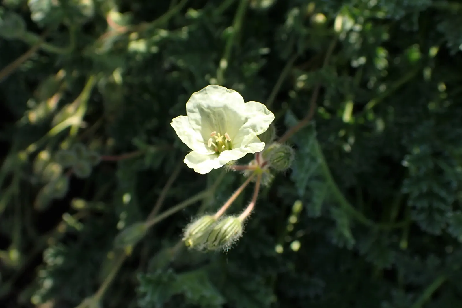 Yellow Cranesbill (Erodium Chrysanthum) — Prefers full sun to part shade and well-drained soil