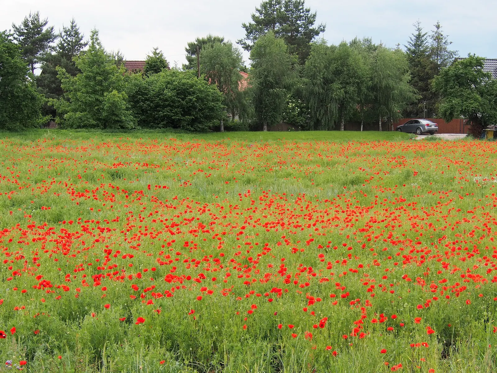 Flanders Poppy (Papaver Rhoeas 'Flanders Field') — Its iconic flowers serve as a WWI remembrance emblem and attract bees to the garden