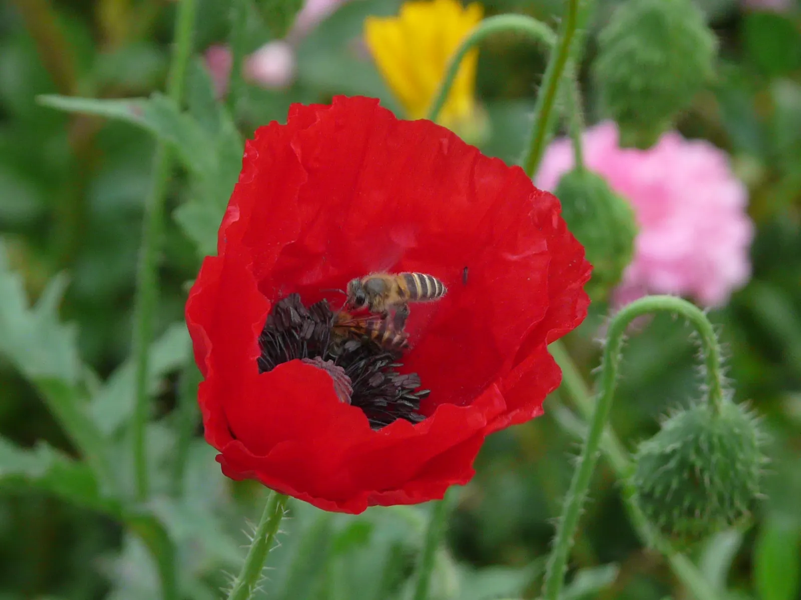 Flanders Poppy (Papaver Rhoeas 'Flanders Field') — showcases vibrant red blooms with delicate black centers
