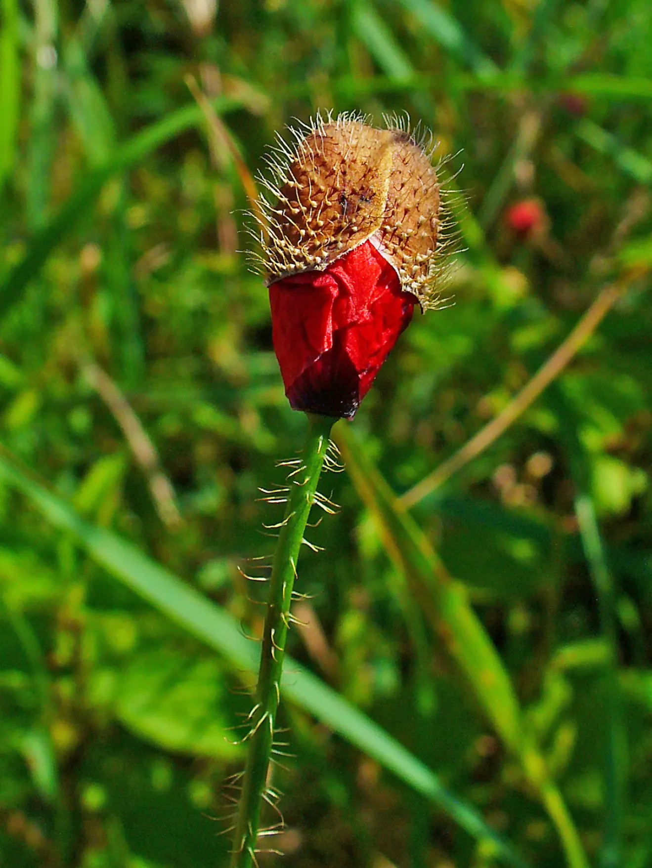 Flanders Poppy (Papaver Rhoeas 'Flanders Field') — Plant in spring or fall for a striking display that honors history with vivid color
