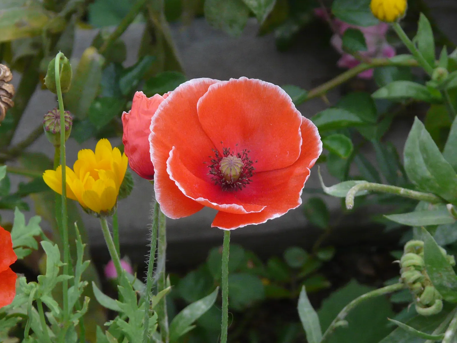 Flanders Poppy (Papaver Rhoeas 'Flanders Field') — Each delicate bloom features a dark spot at the base