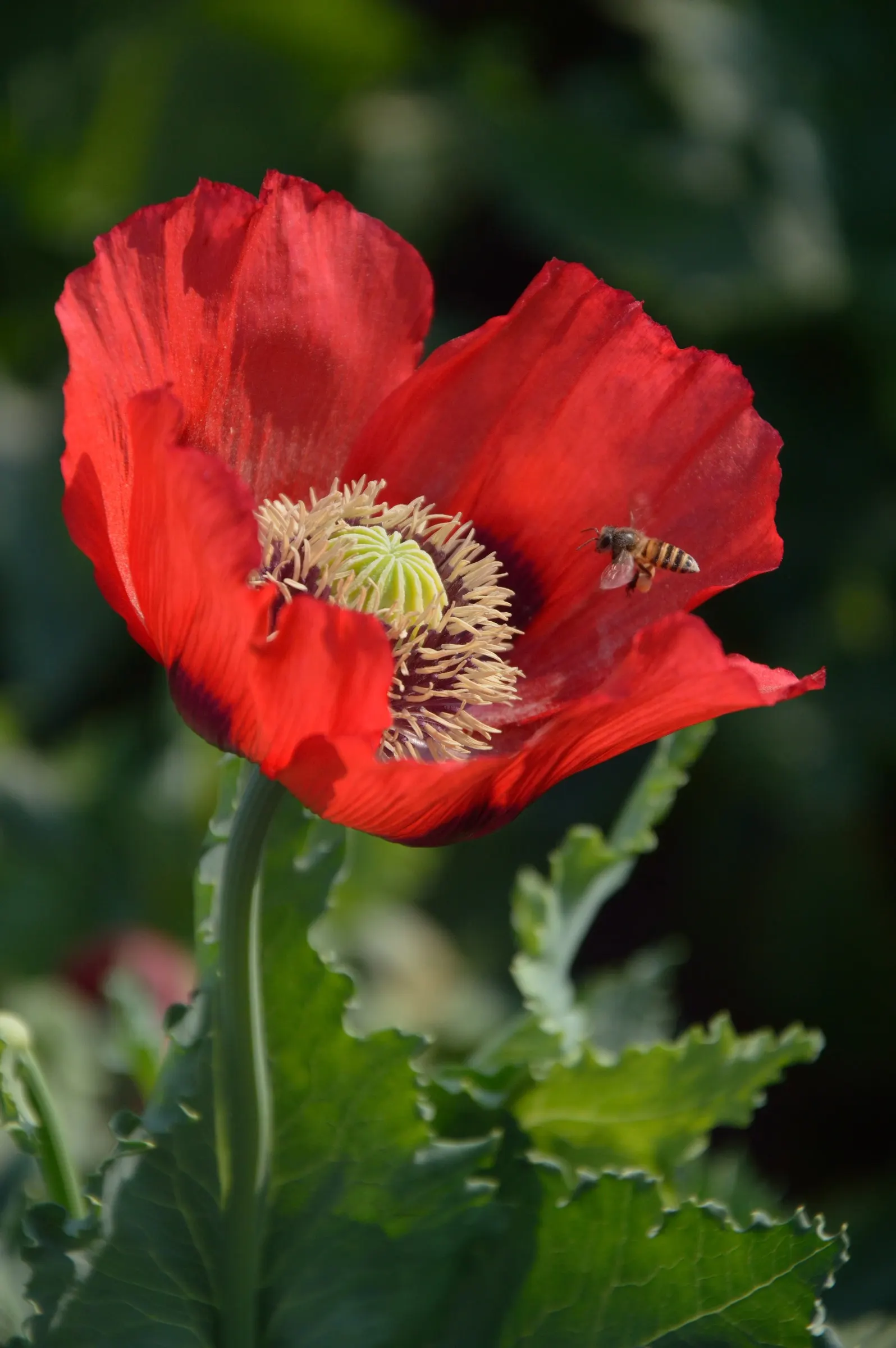 Flanders Poppy (Papaver Rhoeas 'Flanders Field') — commonly known as Flanders Poppy