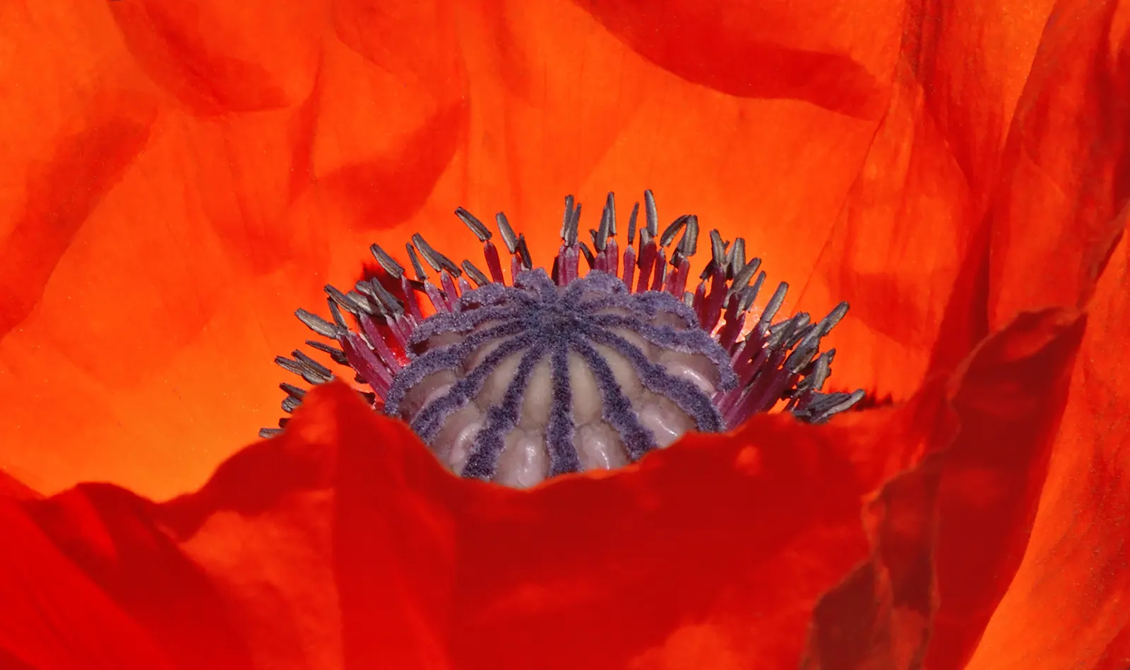 Flanders Poppy (Papaver Rhoeas 'Flanders Field') — the Flanders Poppy thrives in full sun and well-drained soil