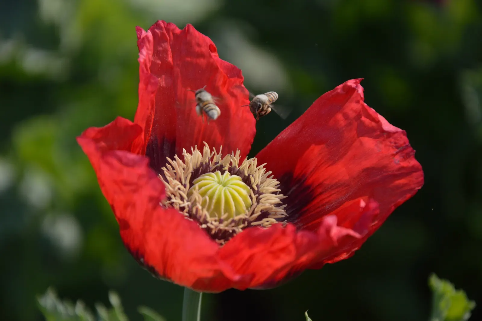 Flanders Poppy (Papaver Rhoeas 'Flanders Field') — growing up to 30 inches tall and spreading about 12 inches