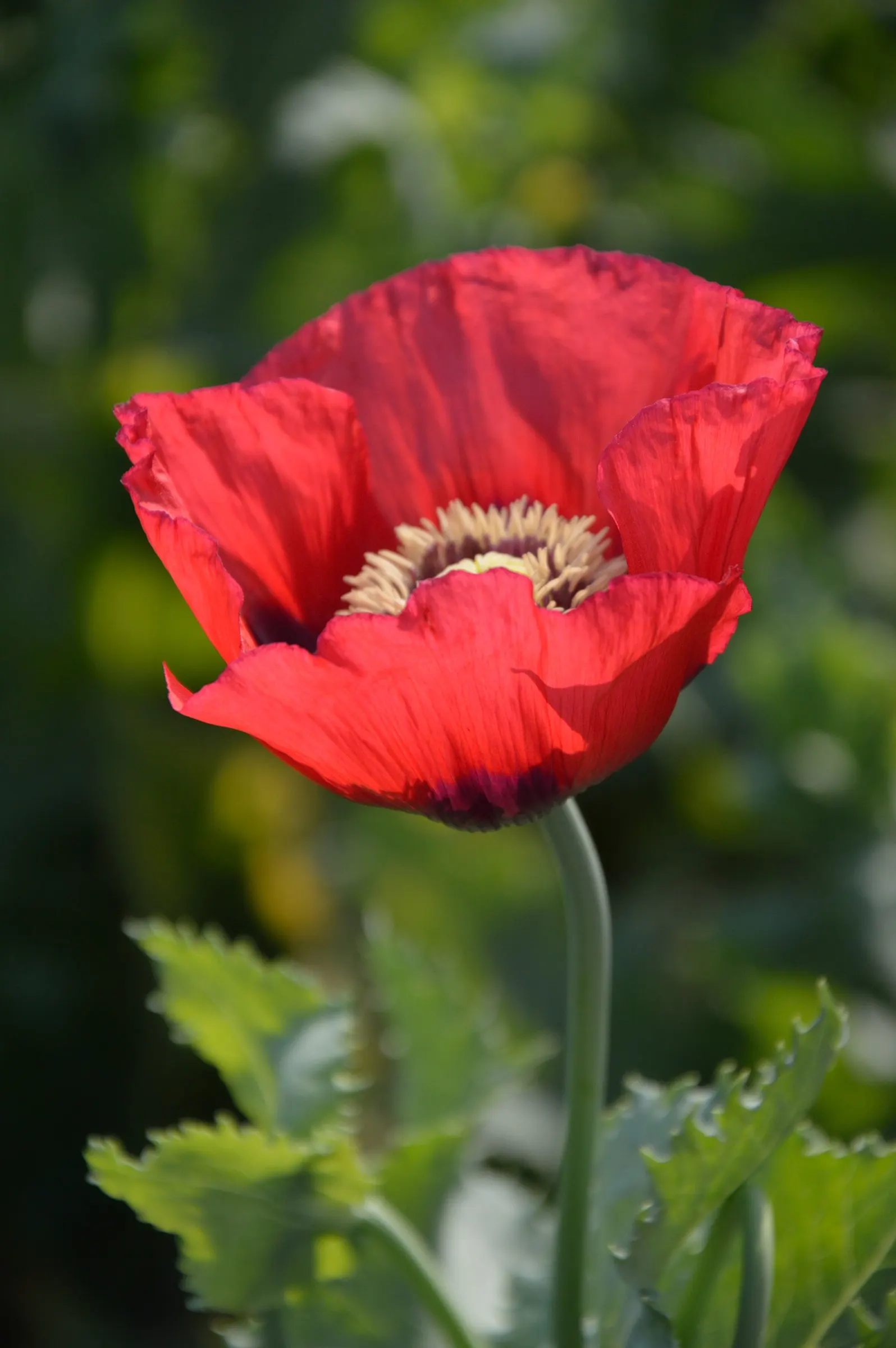 Flanders Poppy (Papaver Rhoeas 'Flanders Field') — This annual thrives in full sun and well-draining soil