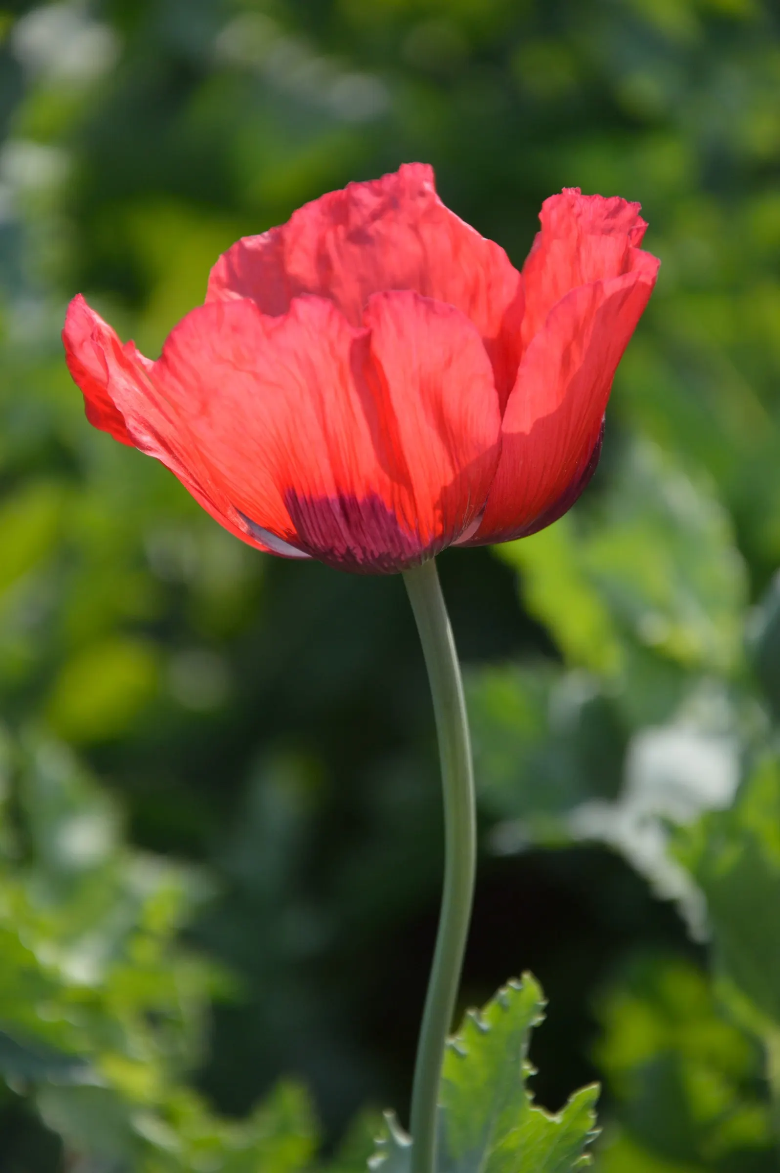 Flanders Poppy (Papaver Rhoeas 'Flanders Field') — is a hardy annual plant renowned for its historical significance and striking beauty