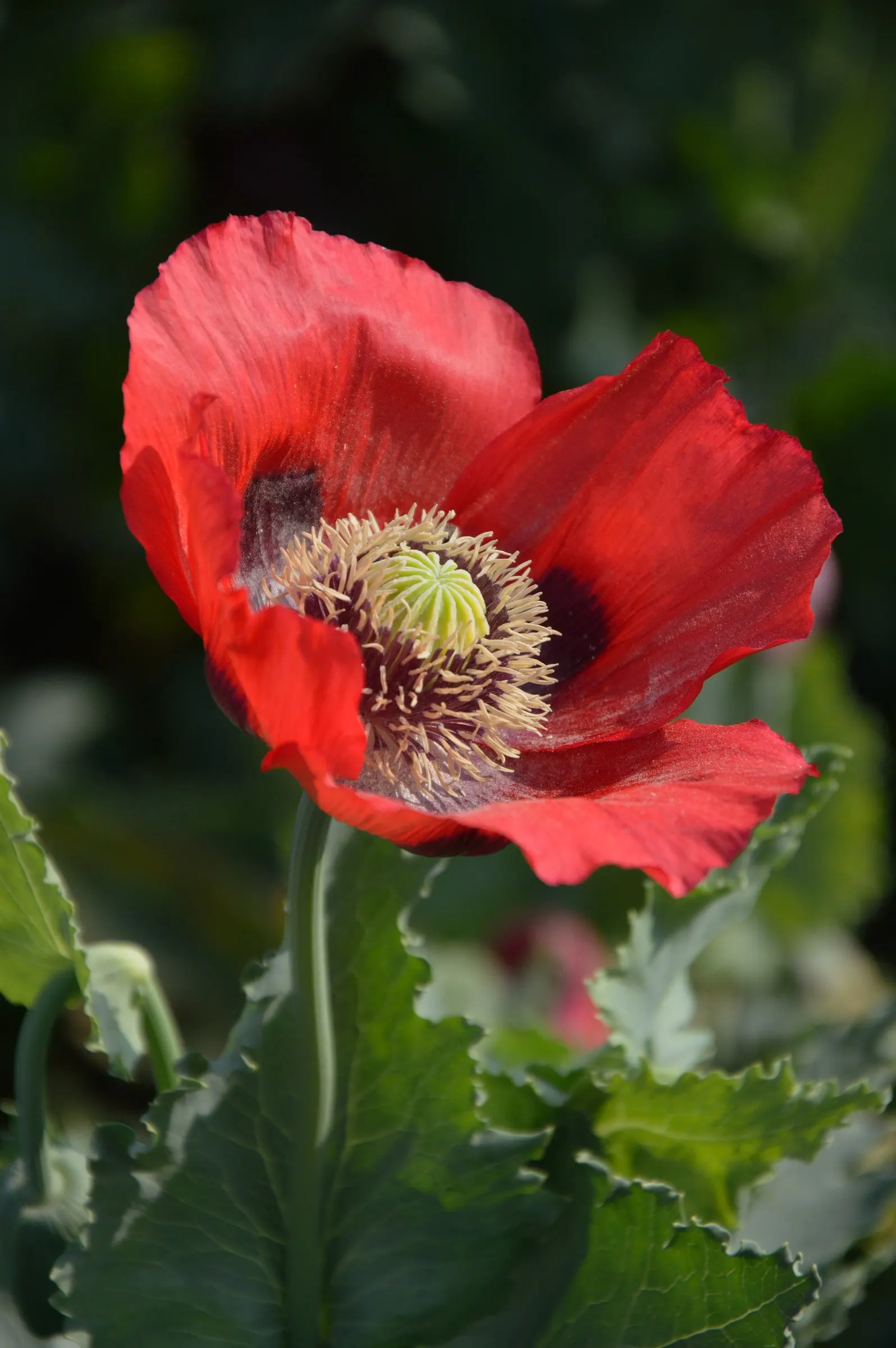 Flanders Poppy (Papaver Rhoeas 'Flanders Field') — red flowers that span 2 to 3 inches across