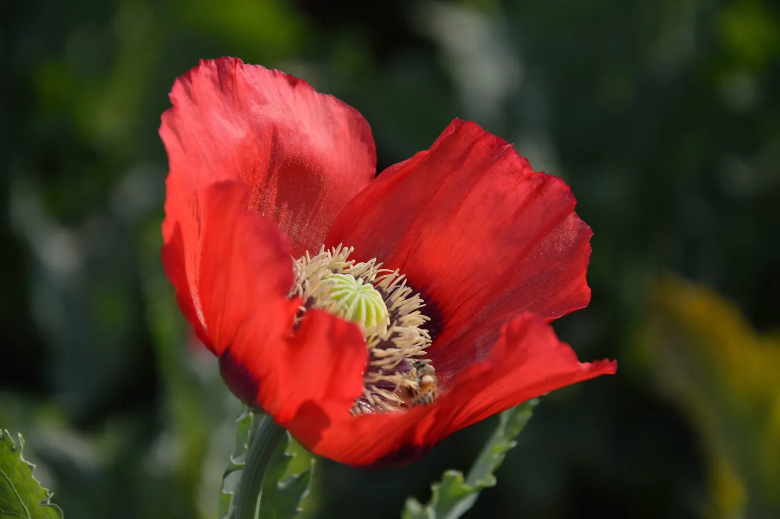 Flanders Poppy (Papaver Rhoeas 'Flanders Field') — commonly known as the Flanders Poppy or 'Flanders Field'