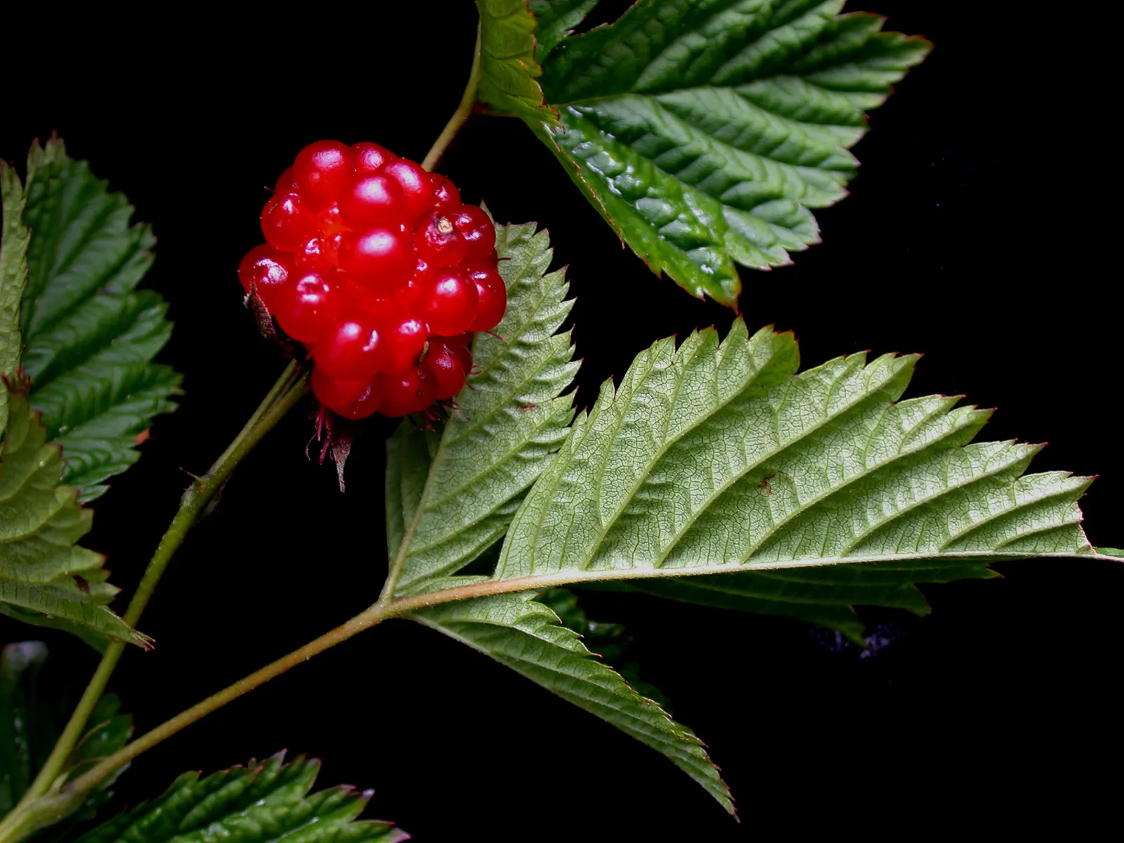 Salmonberry (Rubus Spectabilis) — this deciduous shrub can reach a mature height of 3 to 6 feet and spread to 2 to 4 feet wide; consider its, image 63