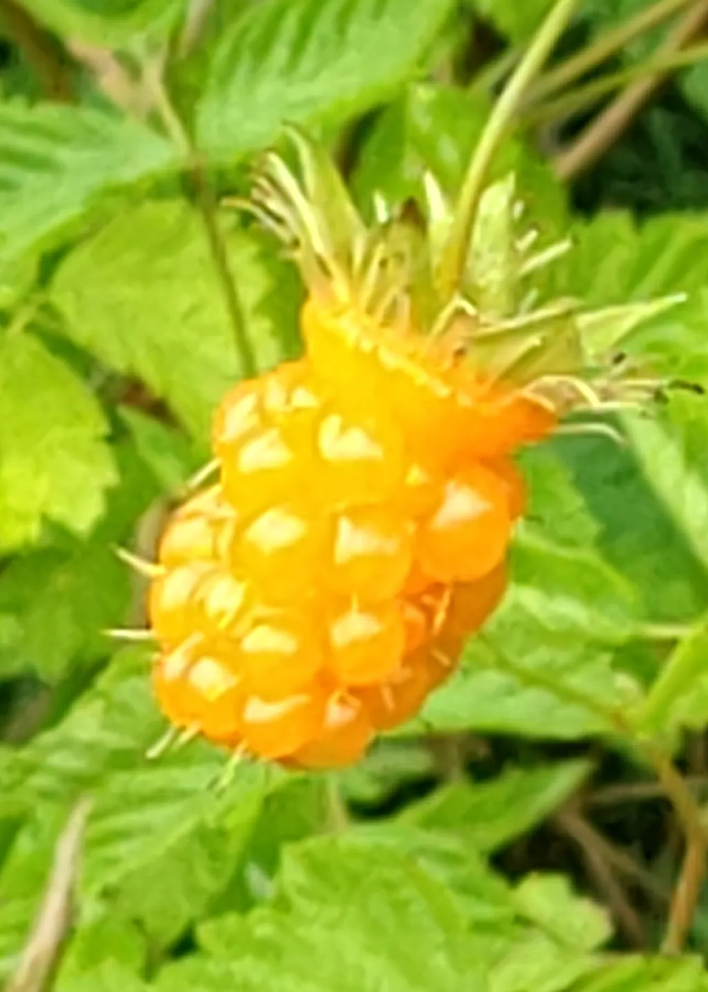 Salmonberry (Rubus Spectabilis) — When incorporating Rubus spectabilis into a garden design