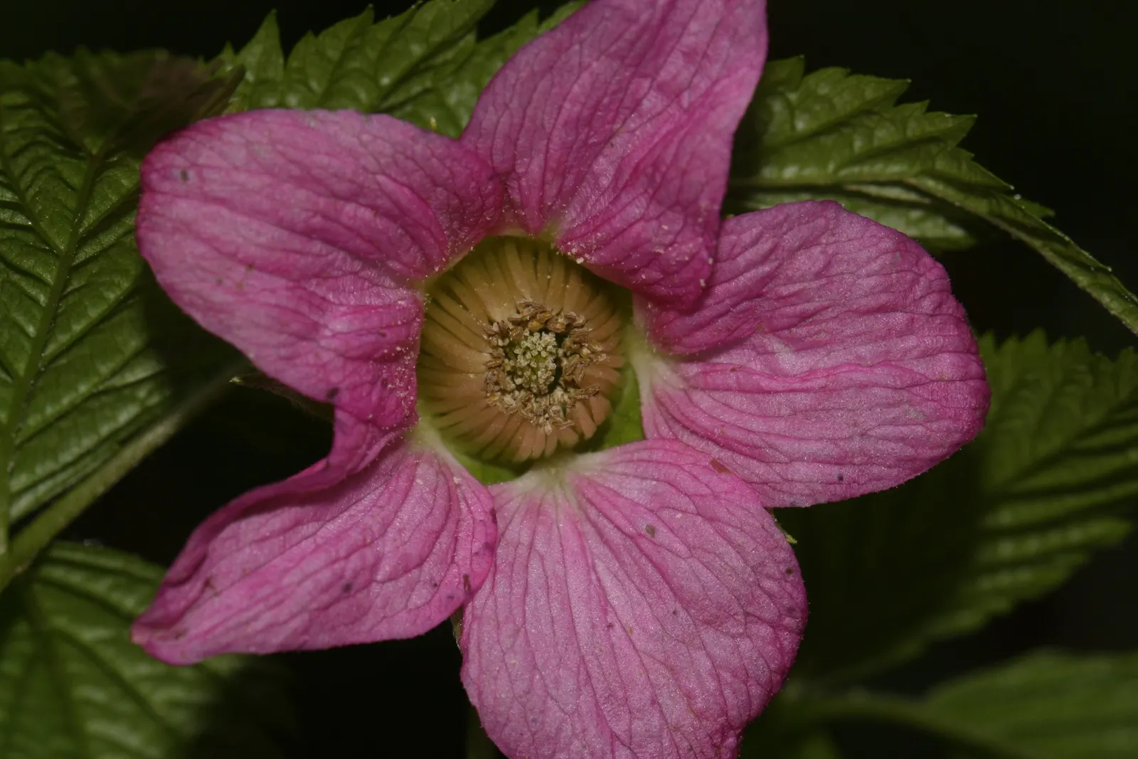 Salmonberry (Rubus Spectabilis) — Salmonberries possess an ecological value; shrub for full or half or shade