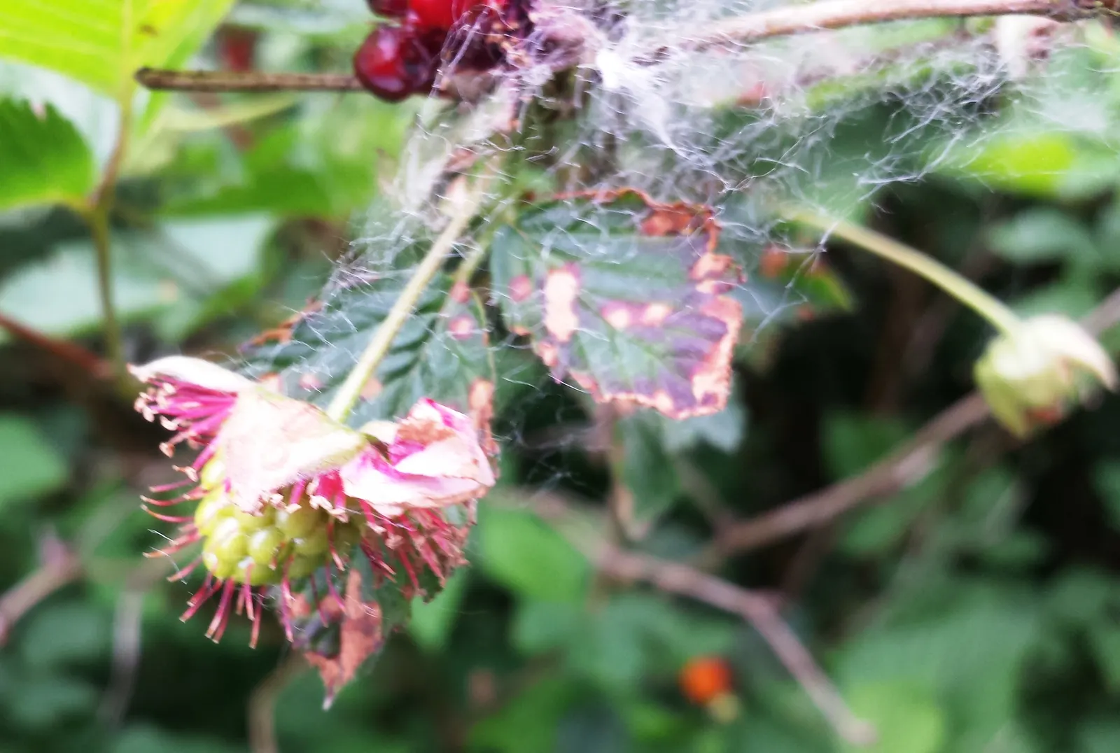 Salmonberry (Rubus Spectabilis) — Salmonberries possess an ecological value; shrub for full or half or shade, image 71