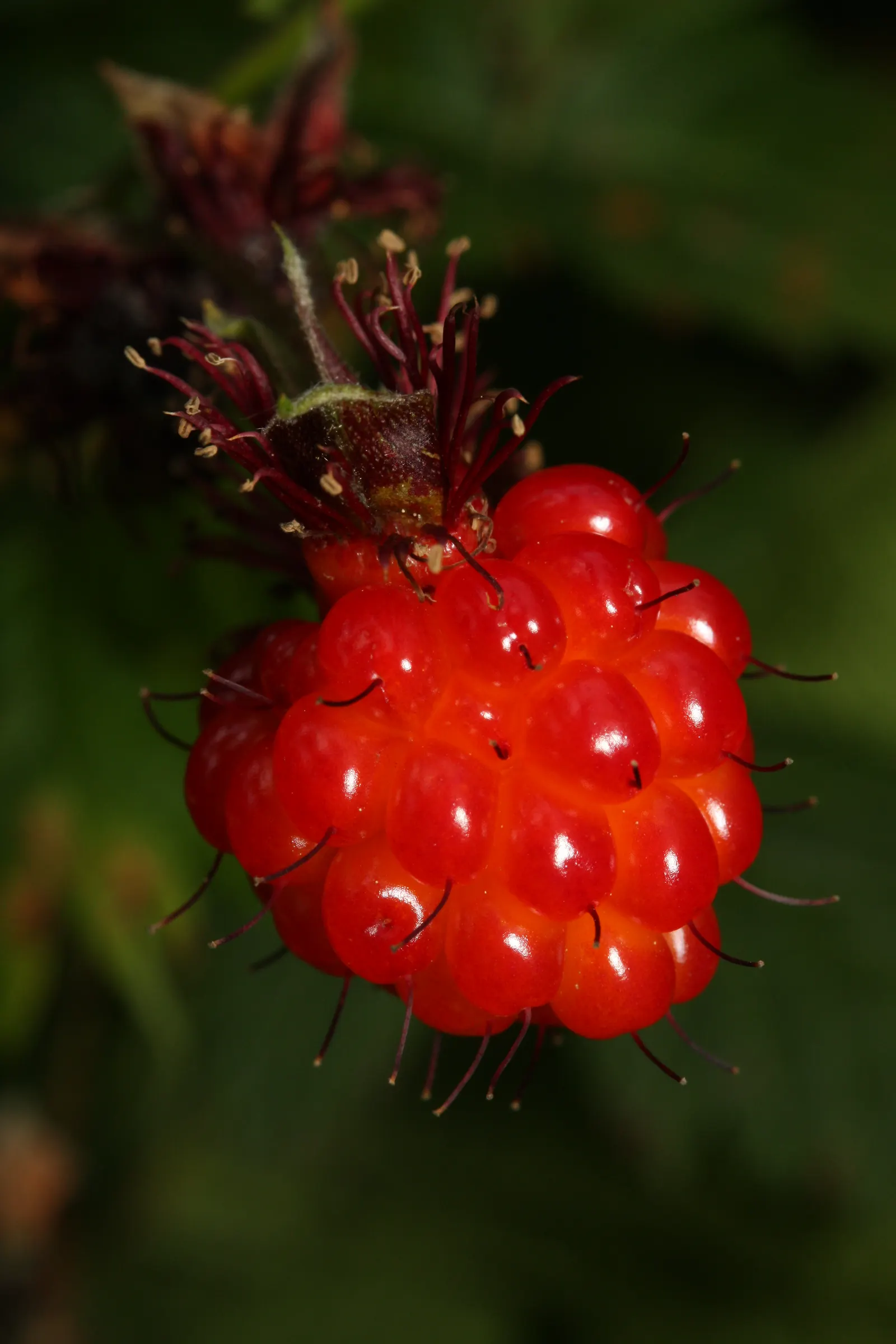 Salmonberry (Rubus Spectabilis) — Known for its pink blossoms and edible fruit resembling raspberries; these fruits are a delicacy to both humans and wildlife