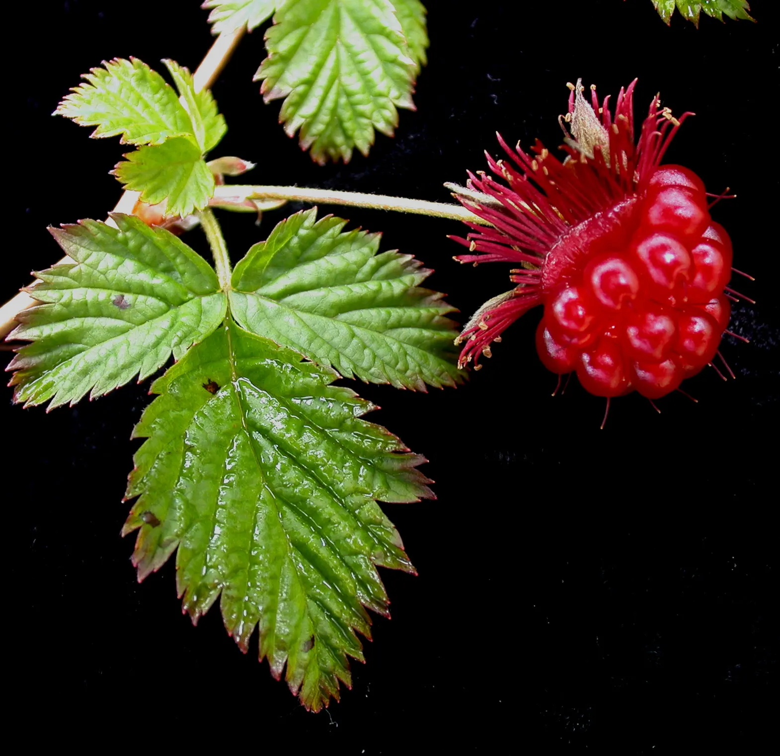 Salmonberry (Rubus Spectabilis) — with the botanical moniker Rubus spectabilis; salmonberry (Rubus spectabilis) is a deciduous shrub thriving in U.S, image 60