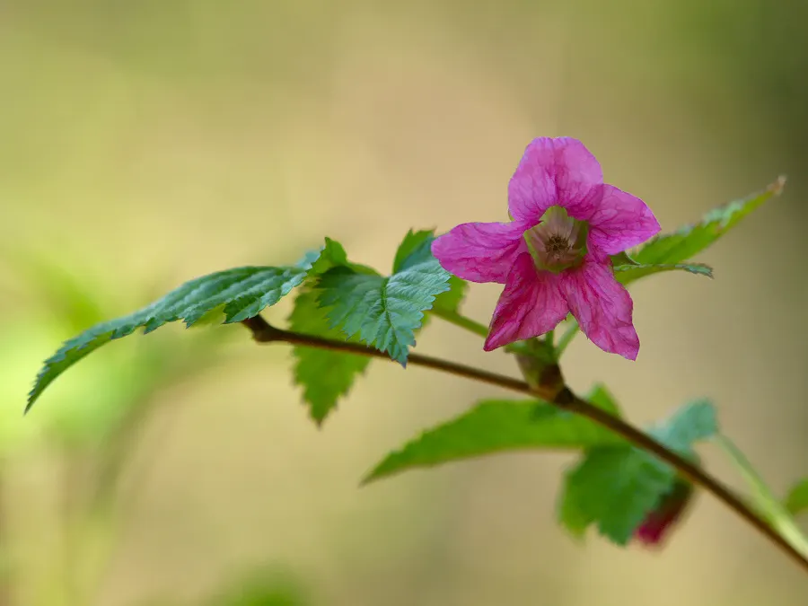 Salmonberry (Rubus Spectabilis) — well-drained soil in partial to full shade; shrub with lavender and pink blooms
