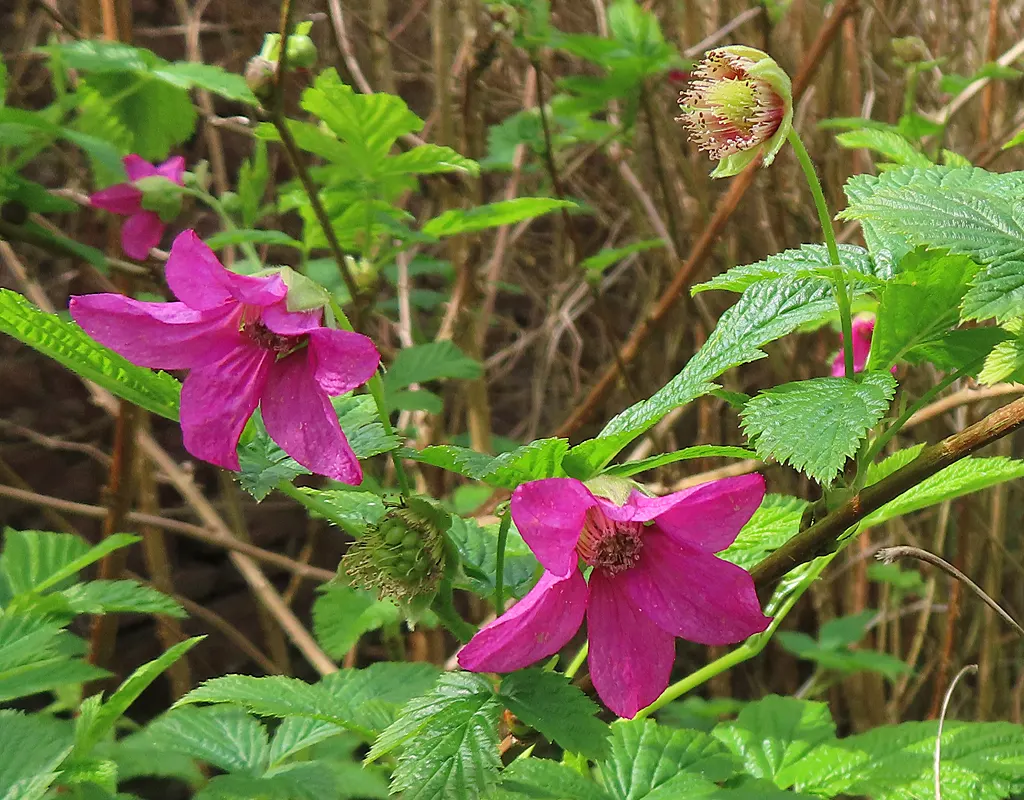 Salmonberry (Rubus Spectabilis) — well-drained soil and thrive in full to partial shade