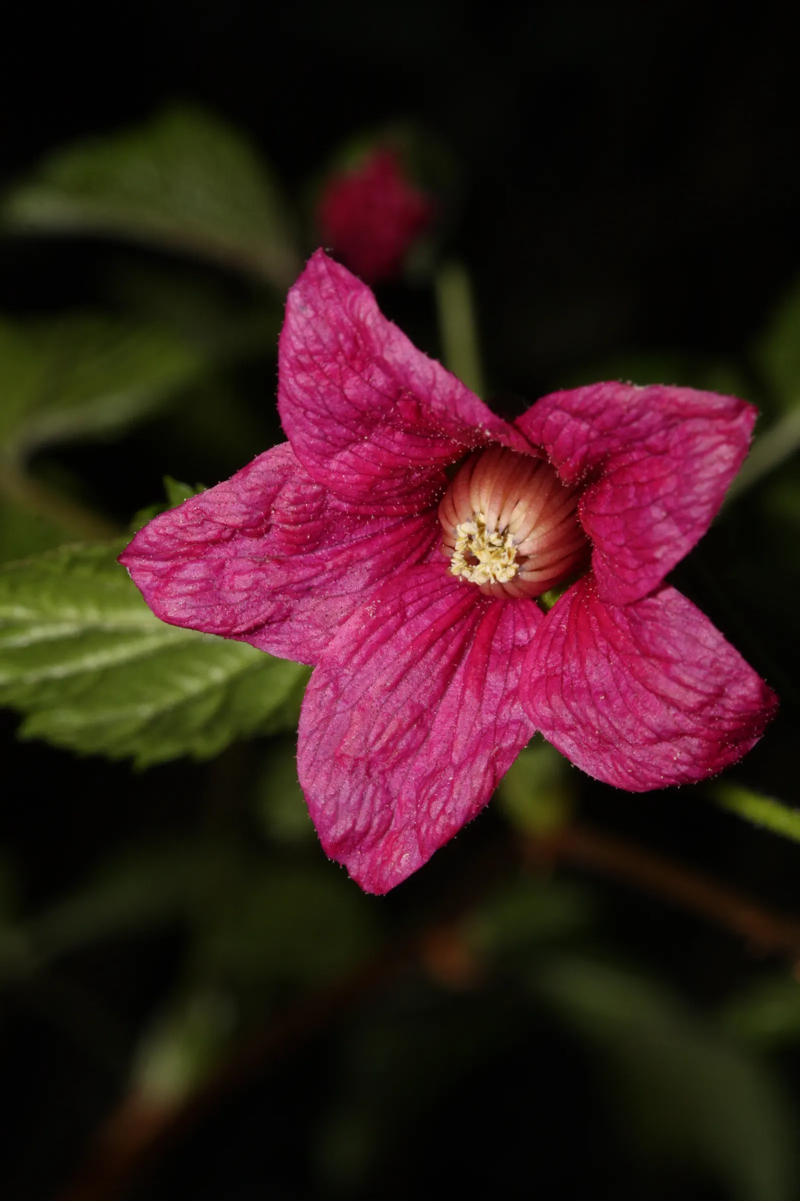 Salmonberry (Rubus Spectabilis) — Native to the Pacific Northwest