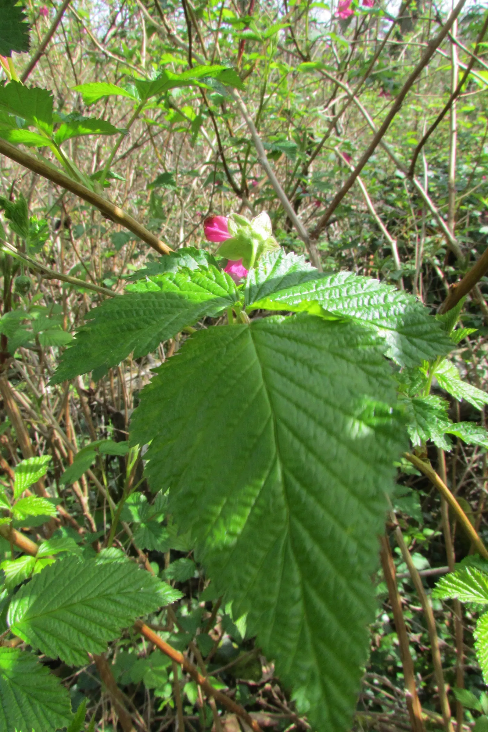 Salmonberry (Rubus Spectabilis) — serving as a nectar source for pollinators and sustenance for birds; making it an attractive choice for naturalistic