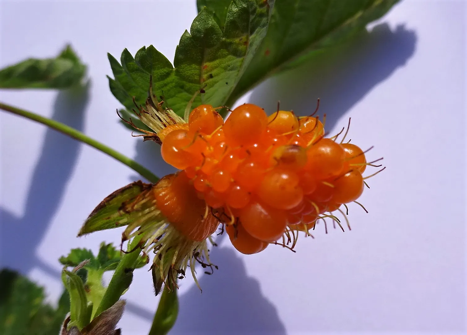 Salmonberry (Rubus Spectabilis) — serving as a nectar source for pollinators and sustenance for birds