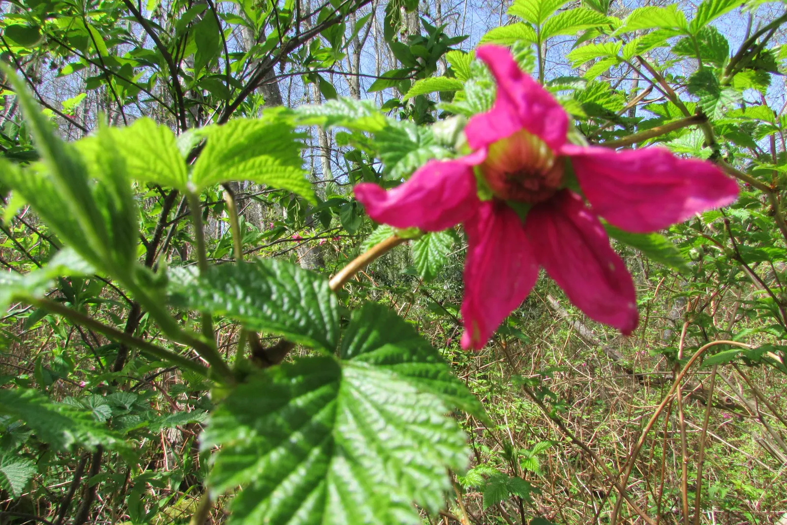 Salmonberry (Rubus Spectabilis) — When incorporating Rubus spectabilis into a garden design; salmonberries demand moist, image 73