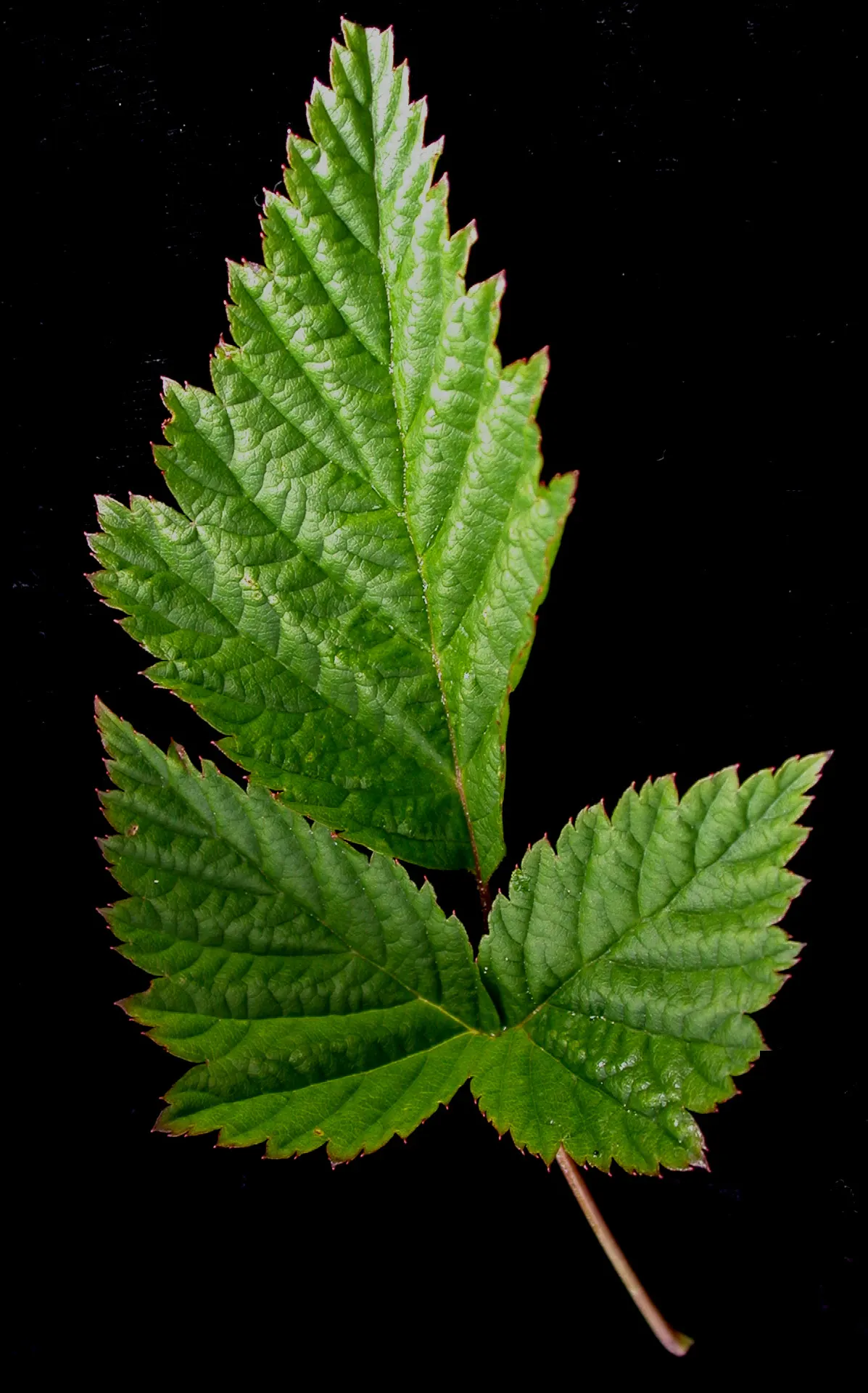Salmonberry (Rubus Spectabilis) — Salmonberries possess an ecological value