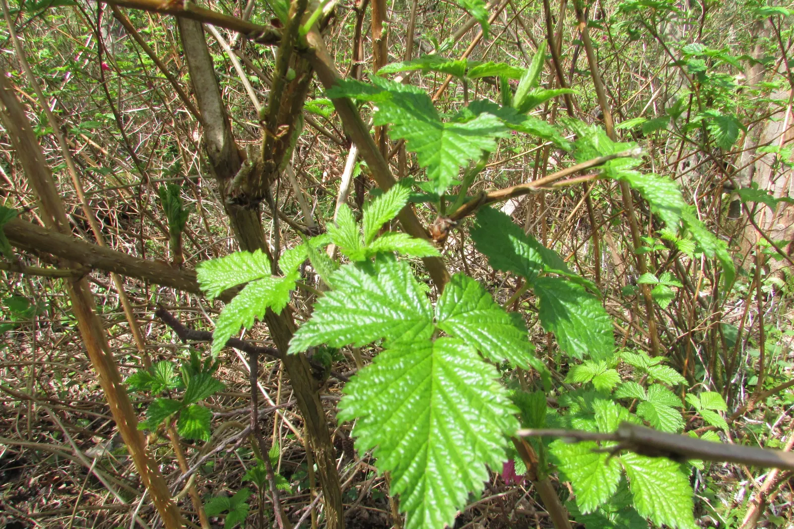 Salmonberry (Rubus Spectabilis) — with the botanical moniker Rubus spectabilis; salmonberry (Rubus spectabilis) is a deciduous shrub thriving in U.S, image 86