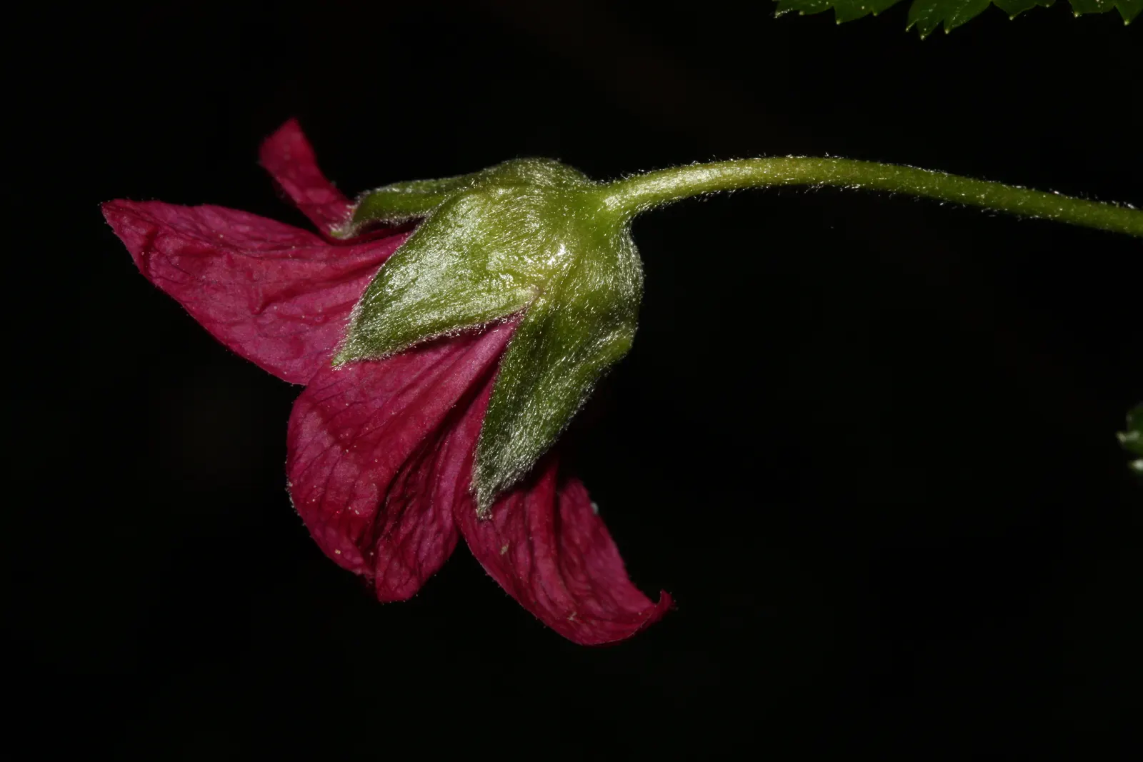 Salmonberry (Rubus Spectabilis) — hardiness zones 5 to 9, reaching 3-6 ft tall