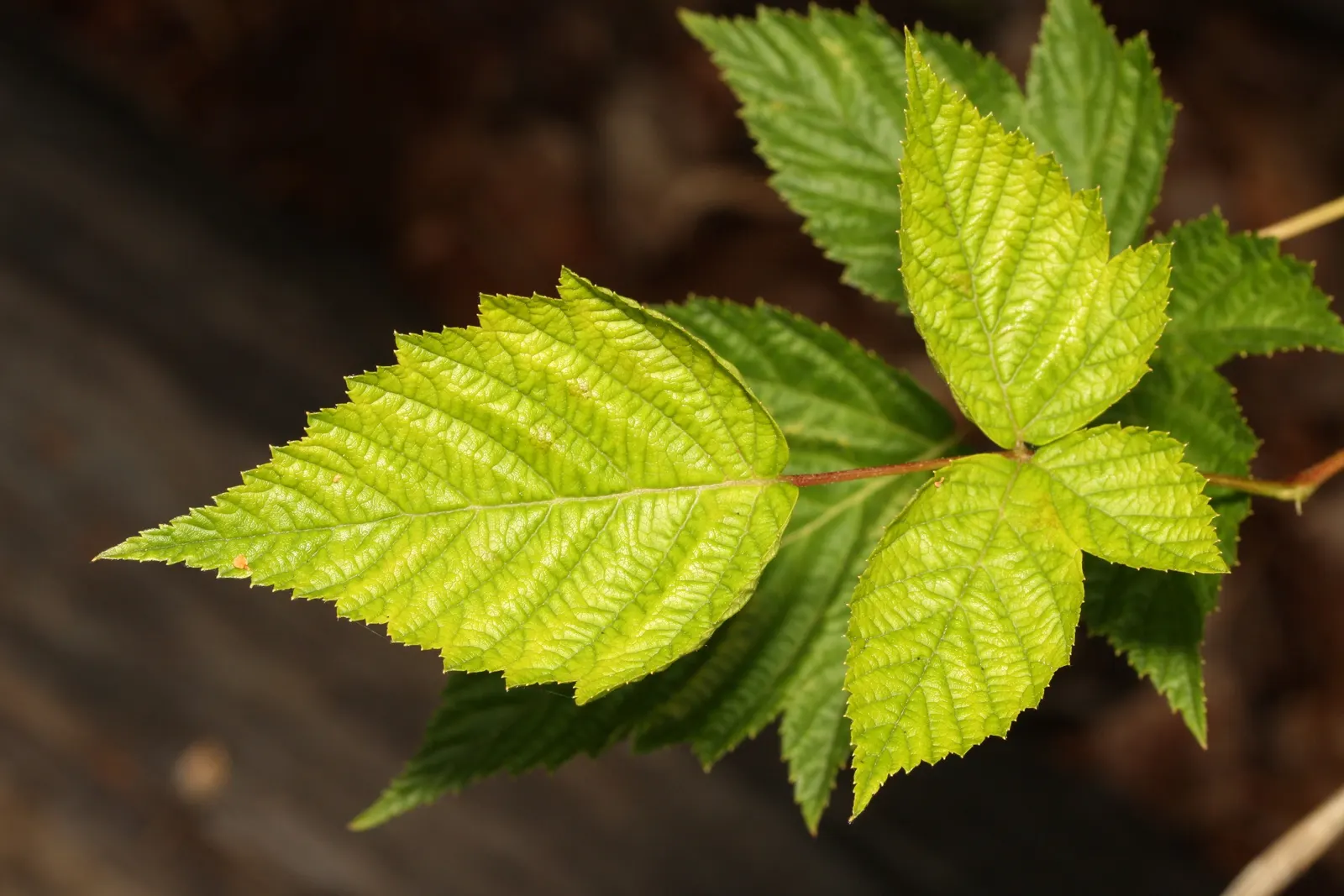 Salmonberry (Rubus Spectabilis) — Salmonberry (Rubus spectabilis) is a deciduous shrub thriving in U.S; well-drained soil in partial to full shade, image 79