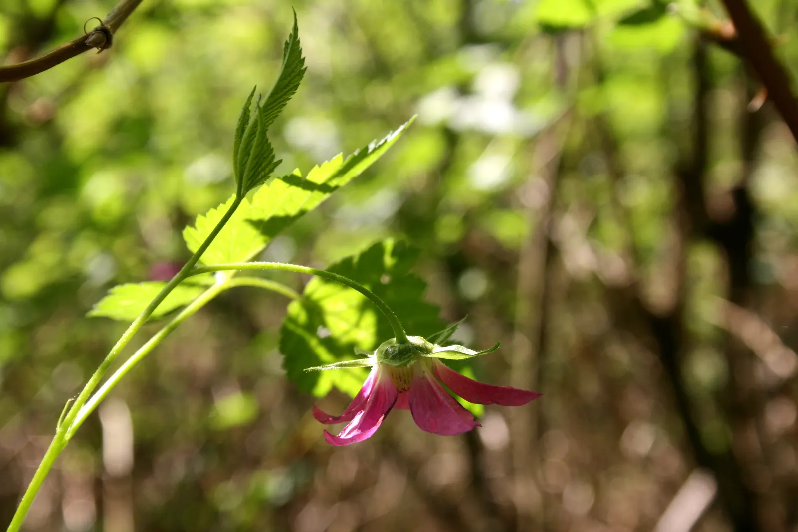 Salmonberry (Rubus Spectabilis) — lavender and pink flowers in the garden; embodies a delightful addition to any naturalistic or woodland garden design