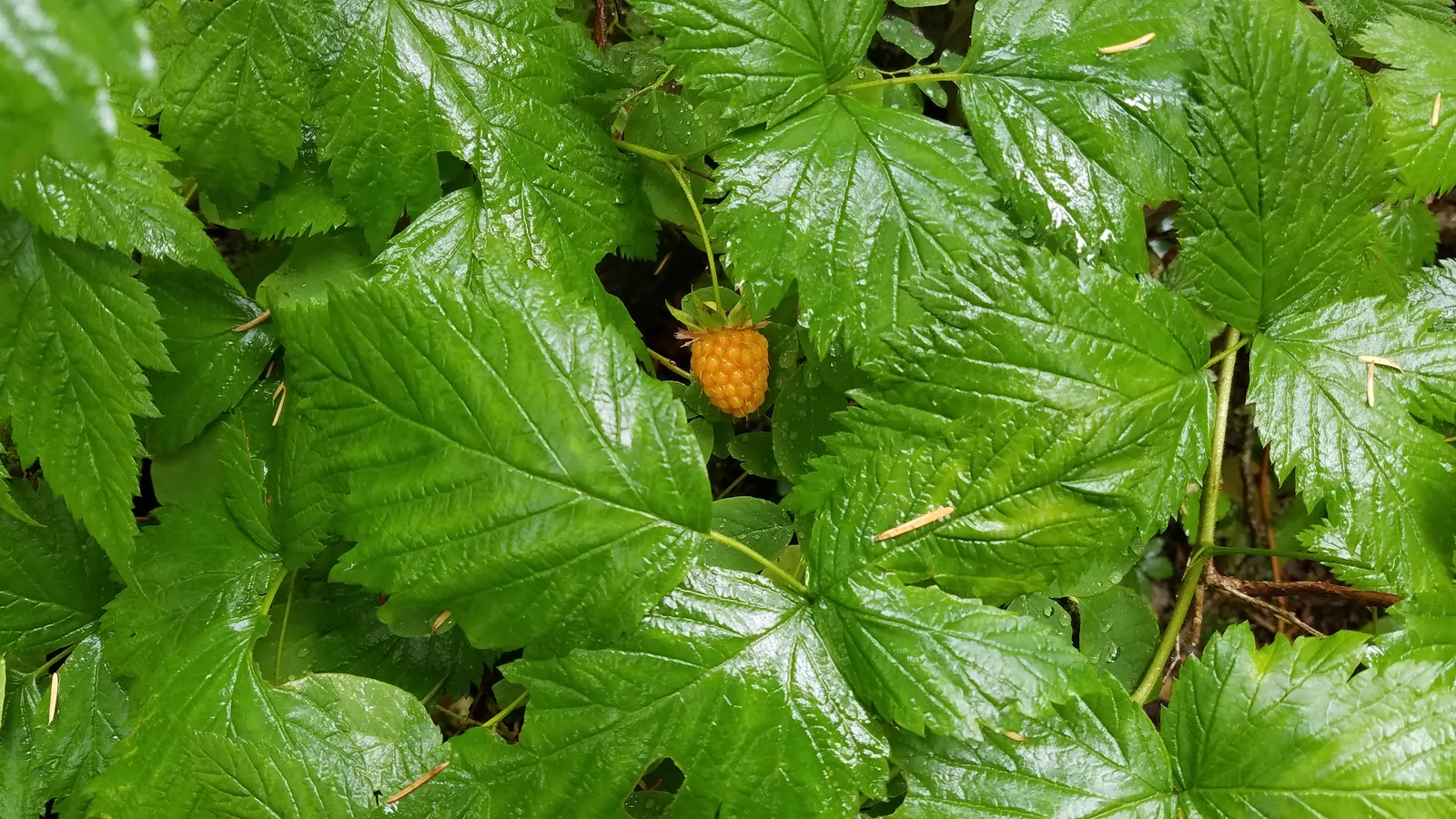 Salmonberry (Rubus Spectabilis) — The berries, resemblant in shape to raspberries, transition from yellow to an enticing amber-red when ripe; the plant's