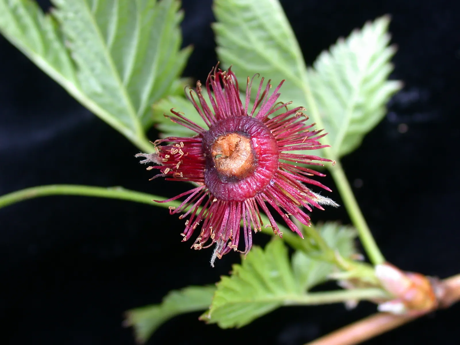 Salmonberry (Rubus Spectabilis) — lavender and pink flowers in the garden