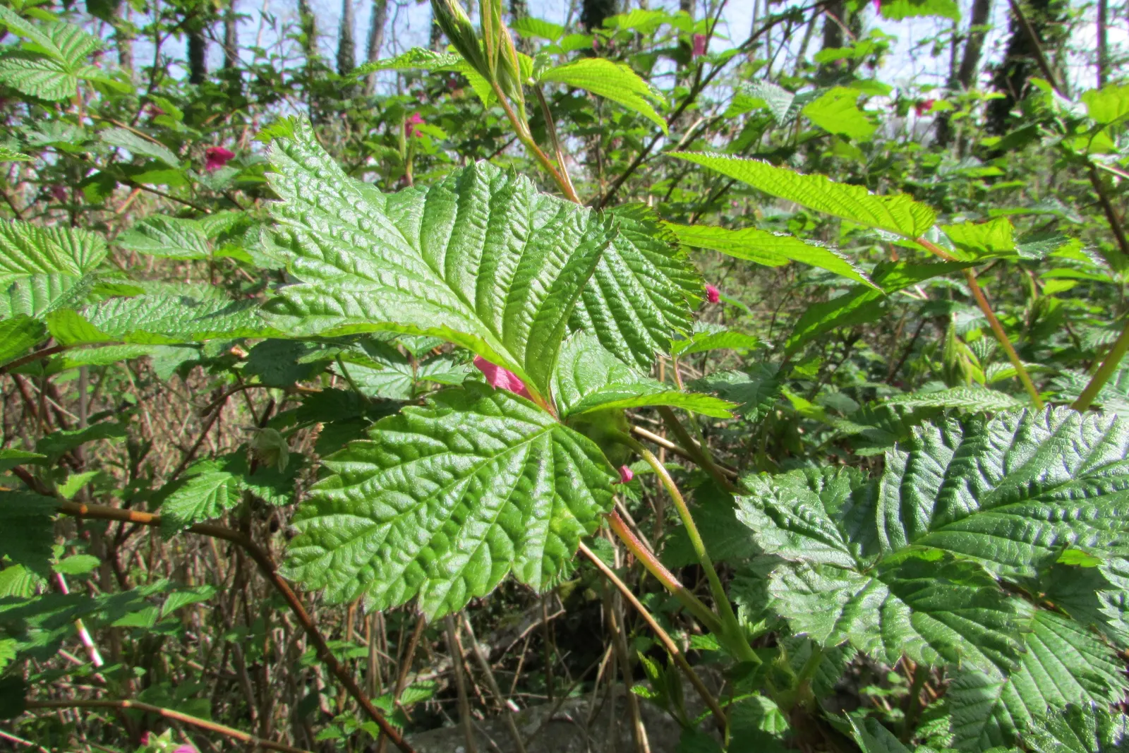 Salmonberry (Rubus Spectabilis) — Salmonberries demand moist; the berries, resemblant in shape to raspberries, transition from yellow to an enticing amber-red
