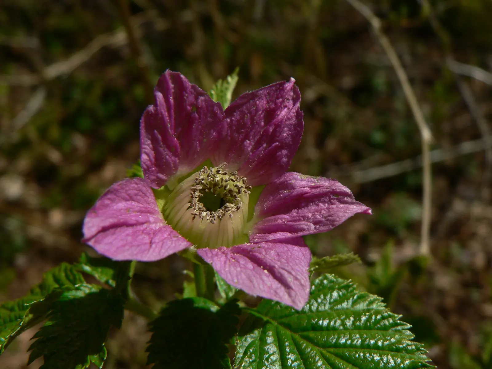 Salmonberry (Rubus Spectabilis) — Salmonberry's lush foliage adds a vibrant green backdrop; flourishing in USDA hardiness zones 5 through 9, image 58