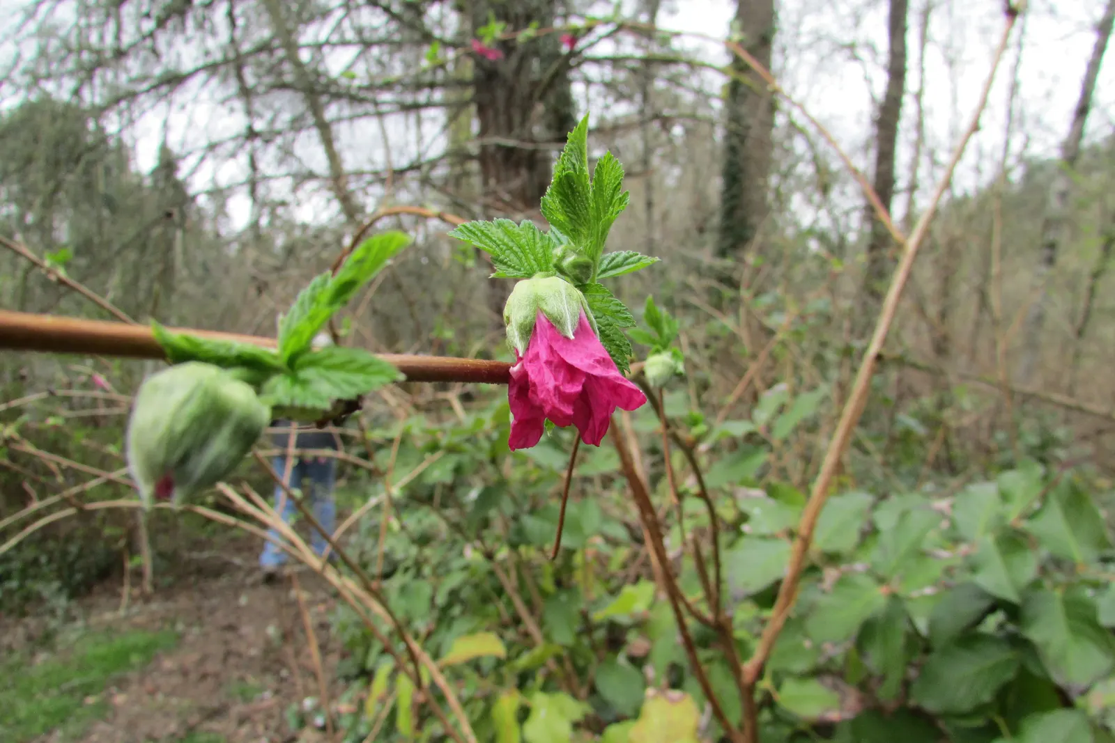 Salmonberry (Rubus Spectabilis) — embodies a delightful addition to any naturalistic or woodland garden design; with the botanical moniker Rubus, image 87